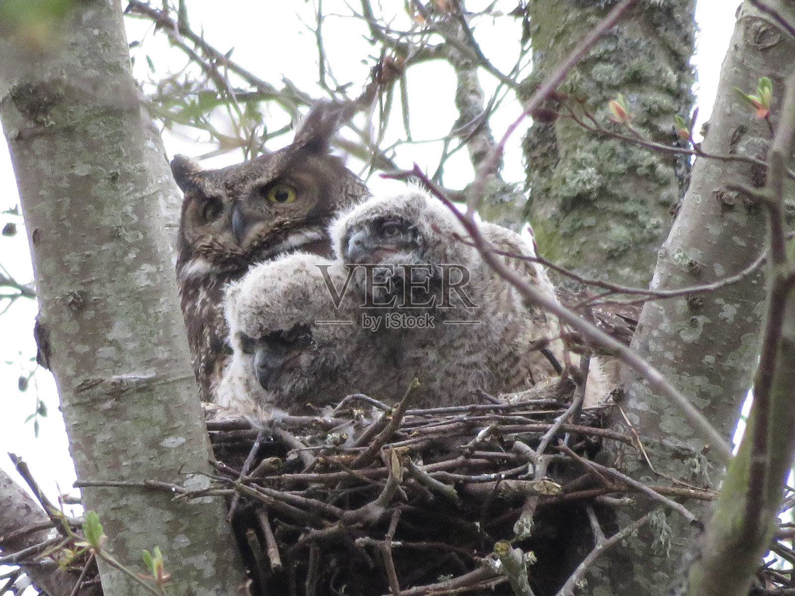 大角枭巢照片摄影图片
