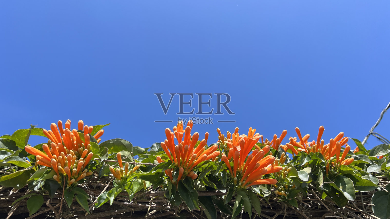 蓝色的天空下有许多绿叶，没有云也没有人照片摄影图片