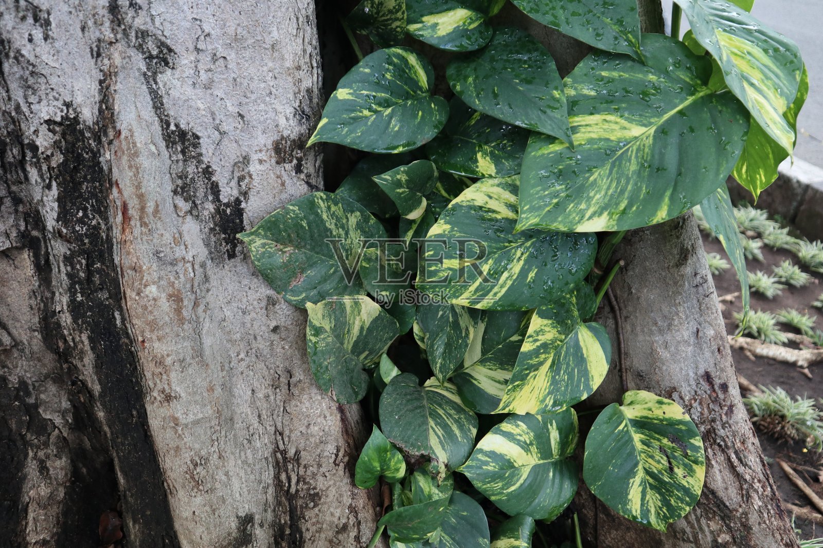 金银花照片摄影图片