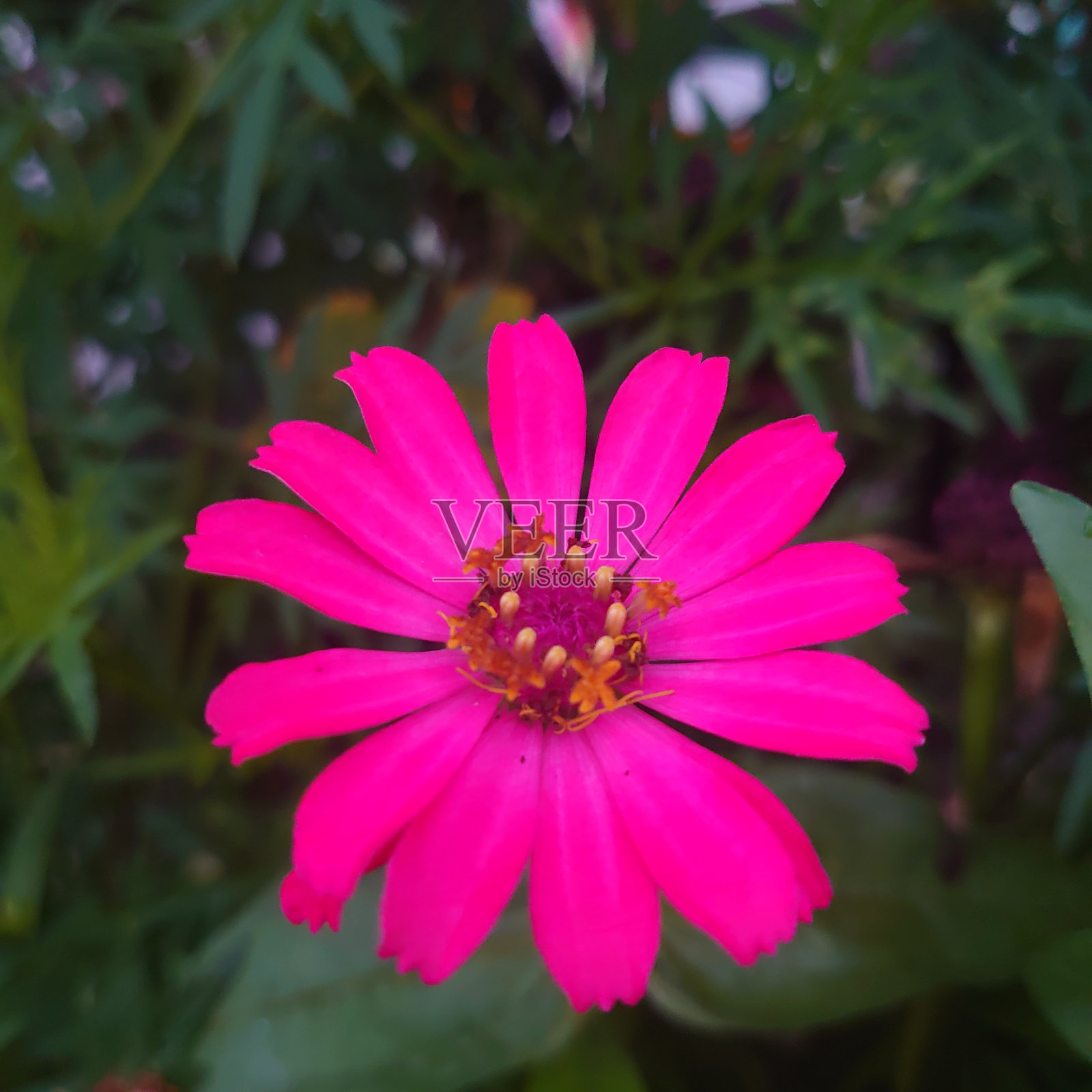 一朵美丽的花，美丽地绽放照片摄影图片