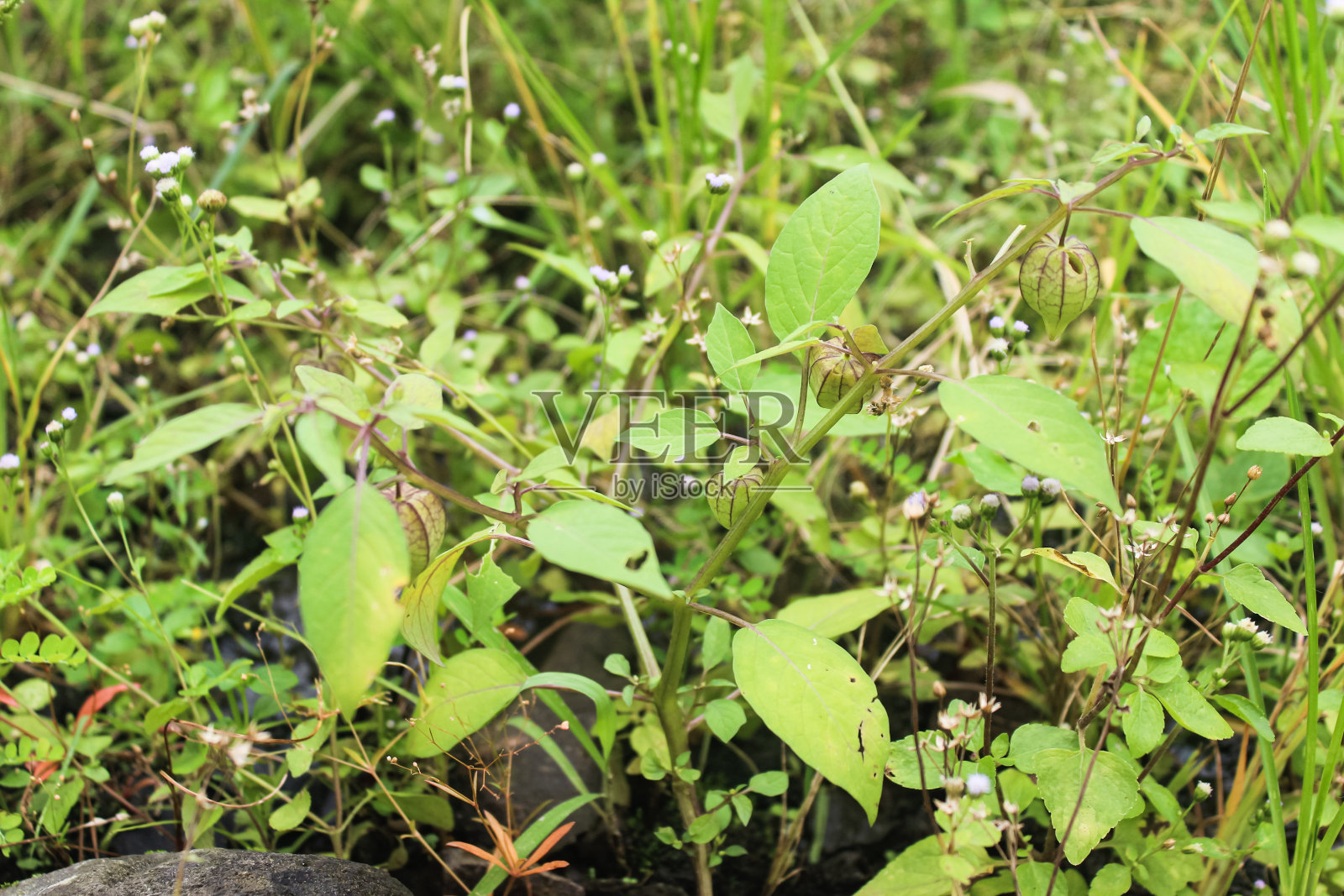 水花或水花(酸浆)照片摄影图片