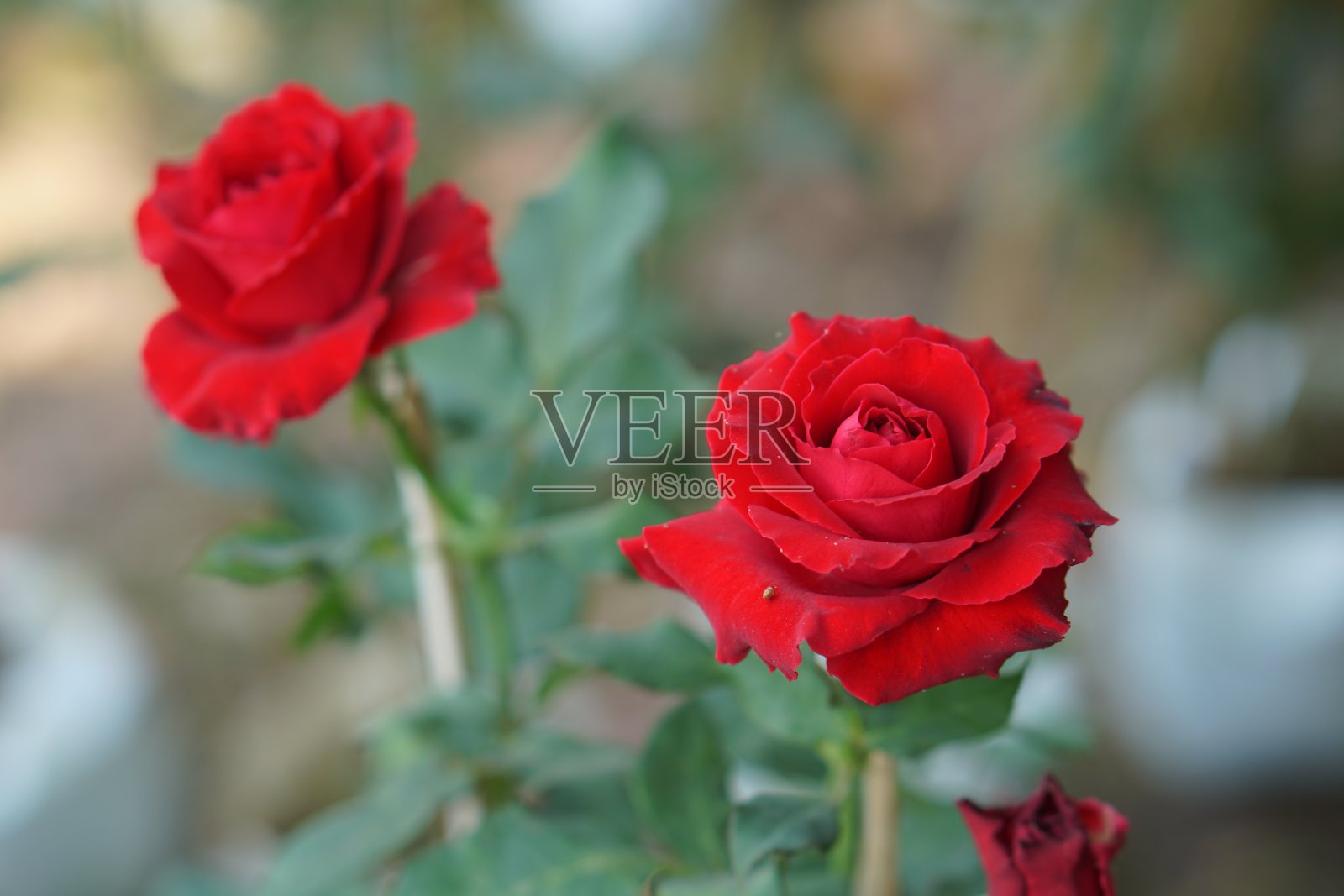 美丽的玫瑰在阳光下绽放照片摄影图片