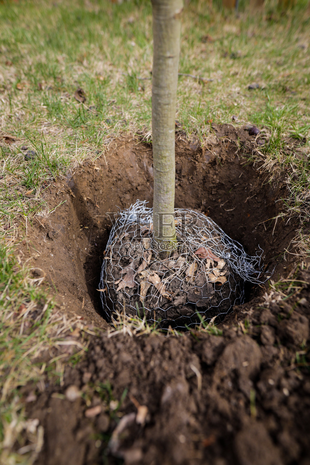 浅景深(选择性焦点)细节与树苗在种植活动。照片摄影图片