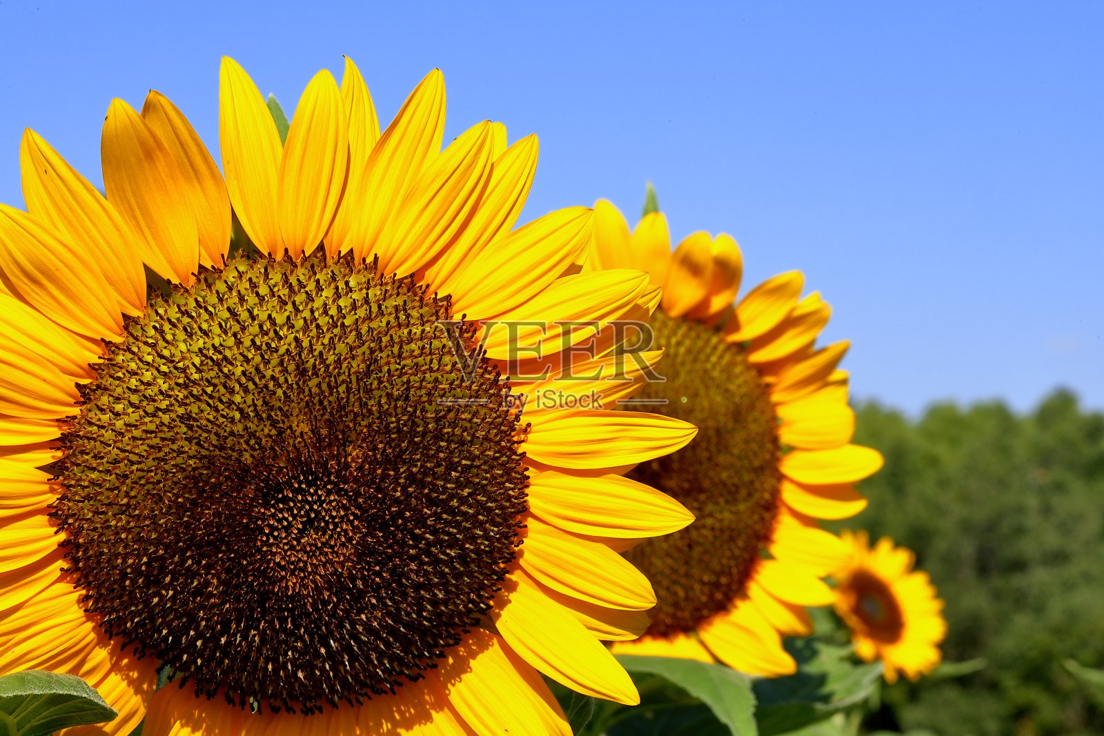 向日葵在日本的夏天盛开照片摄影图片