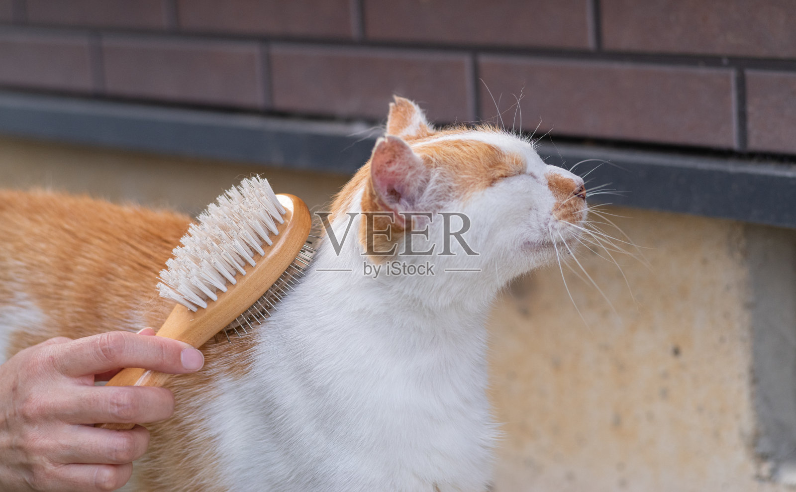 给猫刷毛照片摄影图片