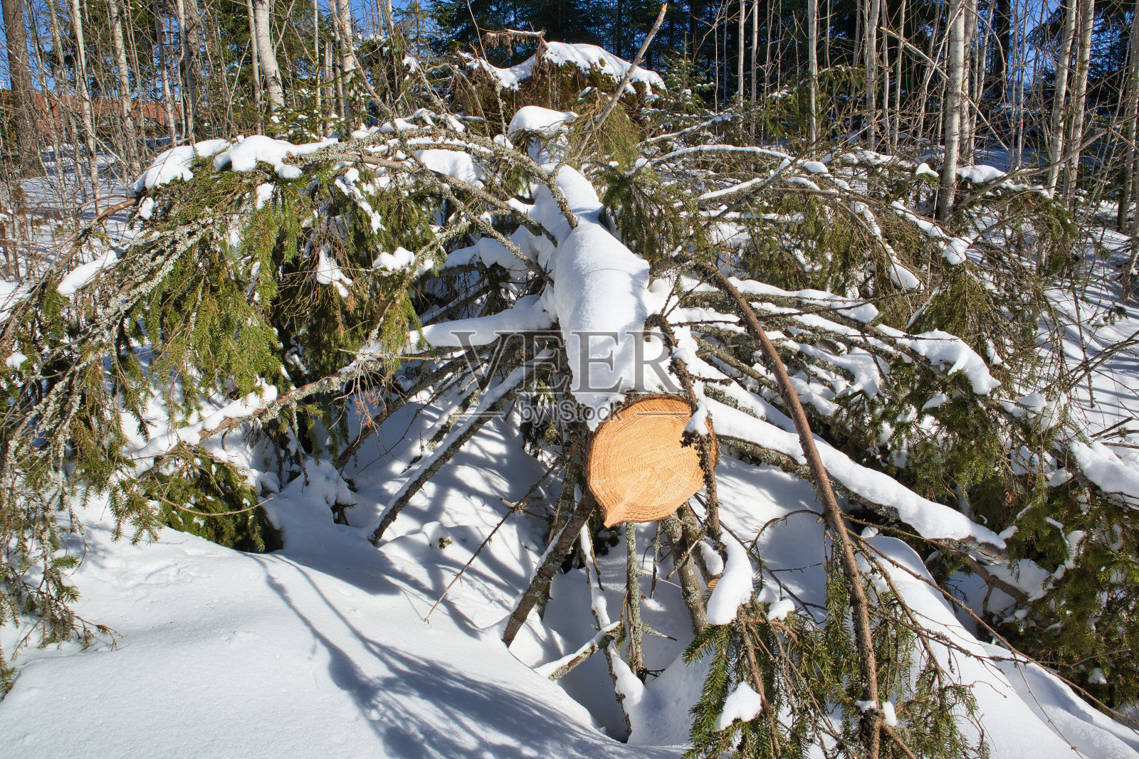 冬天，芬兰拉彭兰塔市公园里一棵被砍下的云杉树照片摄影图片