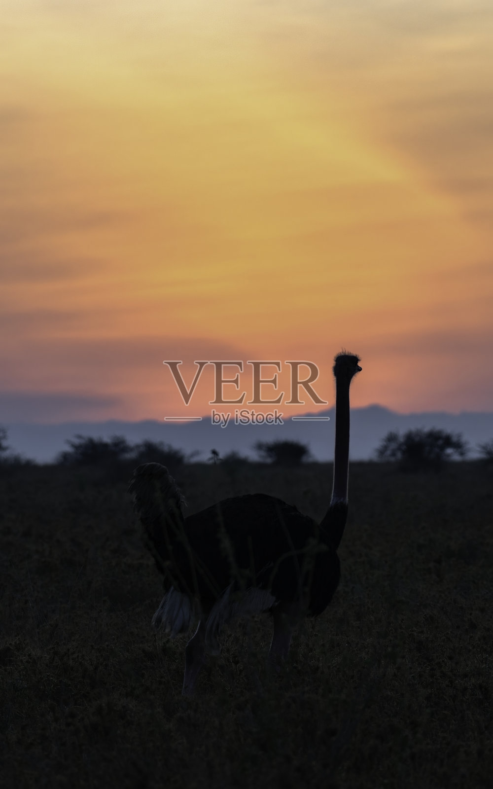 塞伦盖蒂(非洲)日出时的野生鸵鸟照片摄影图片