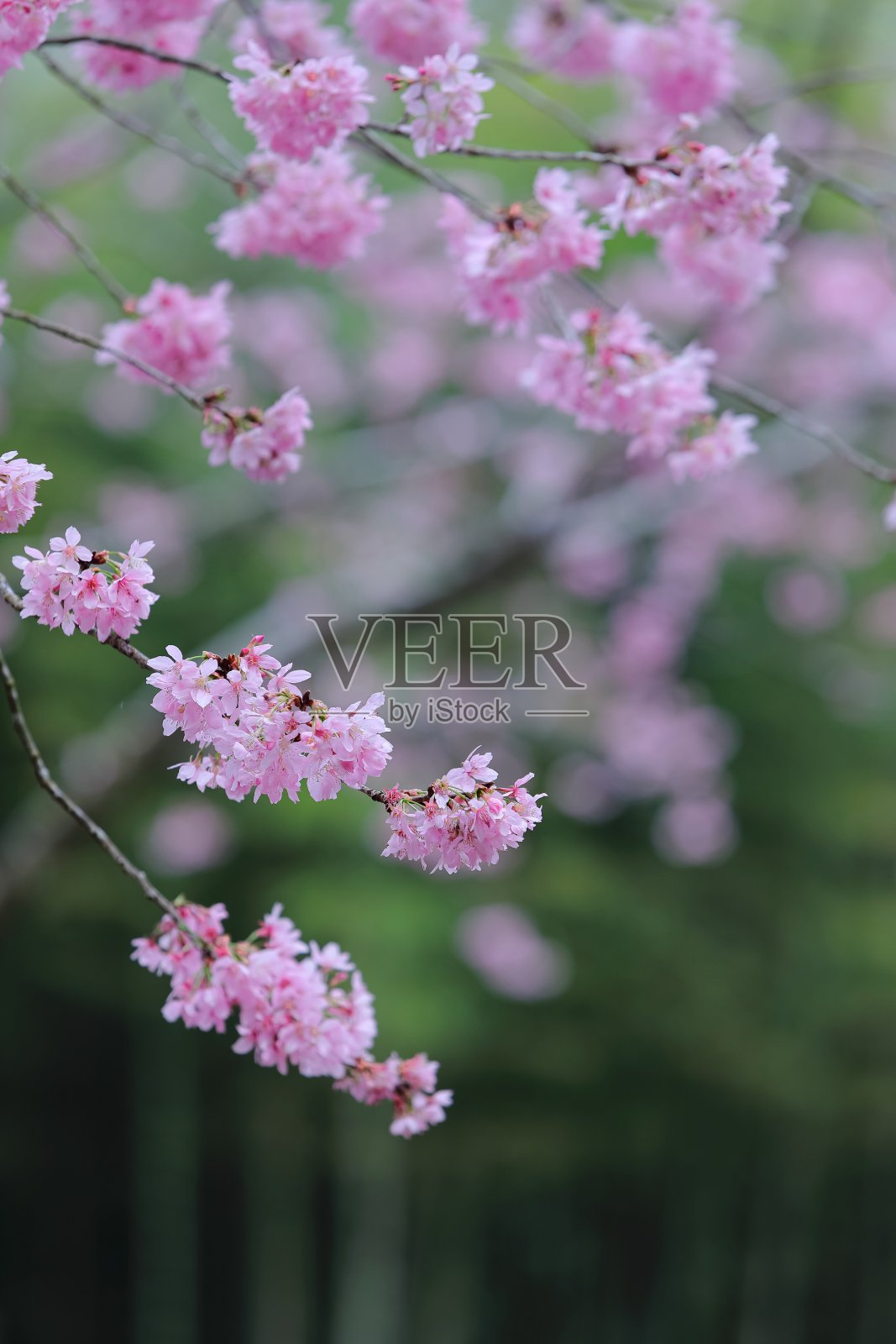 花照片摄影图片