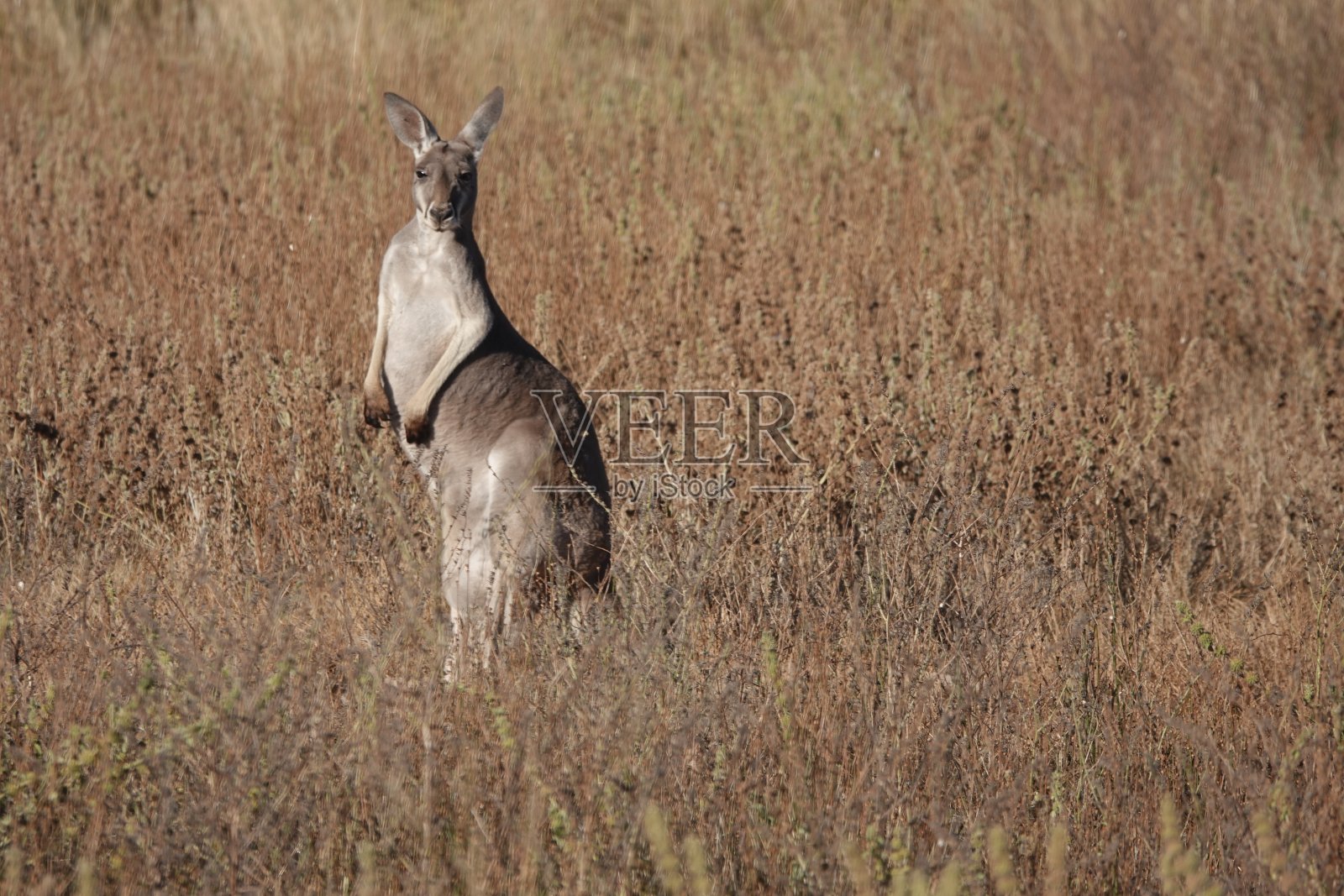 红袋鼠照片摄影图片