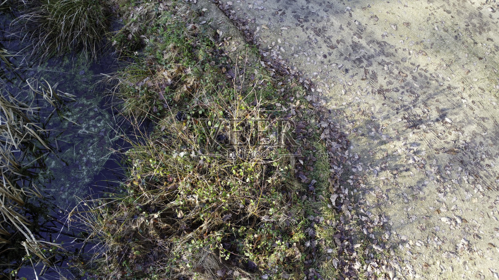 郁郁葱葱的森林和健康的针叶树照片摄影图片