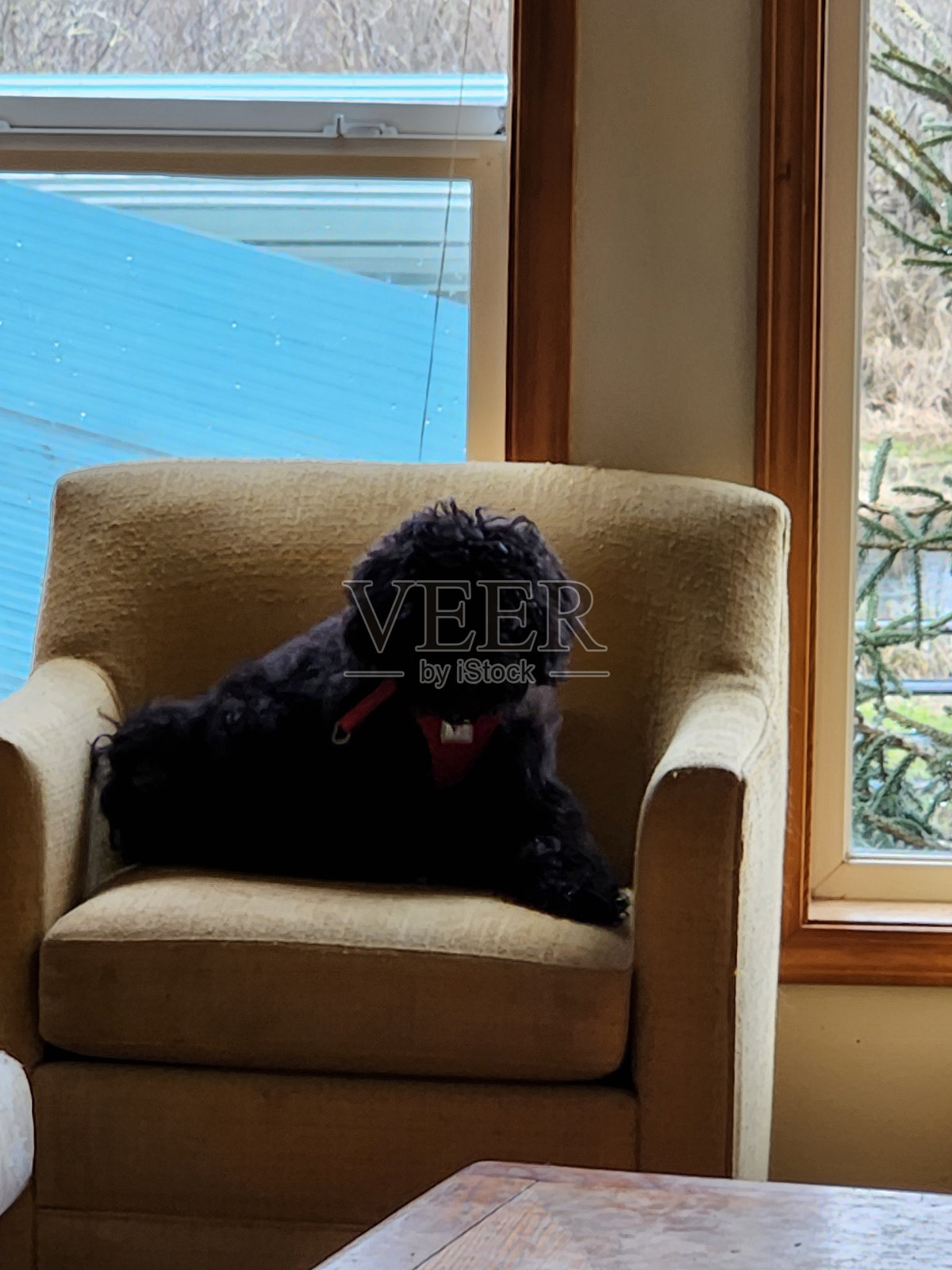 椅子上的狗照片摄影图片