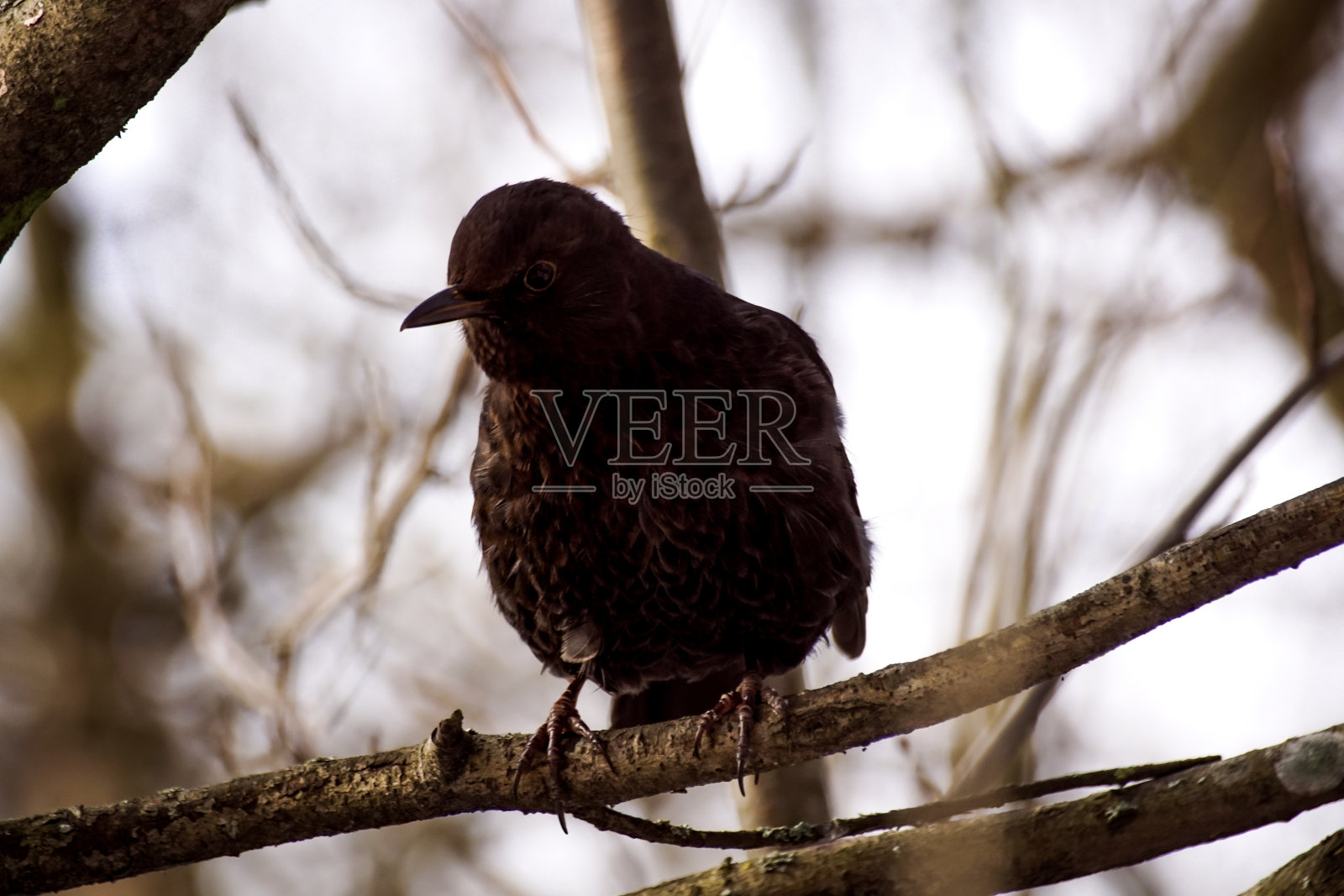 一只鸟栖息在树枝上的特写照片摄影图片