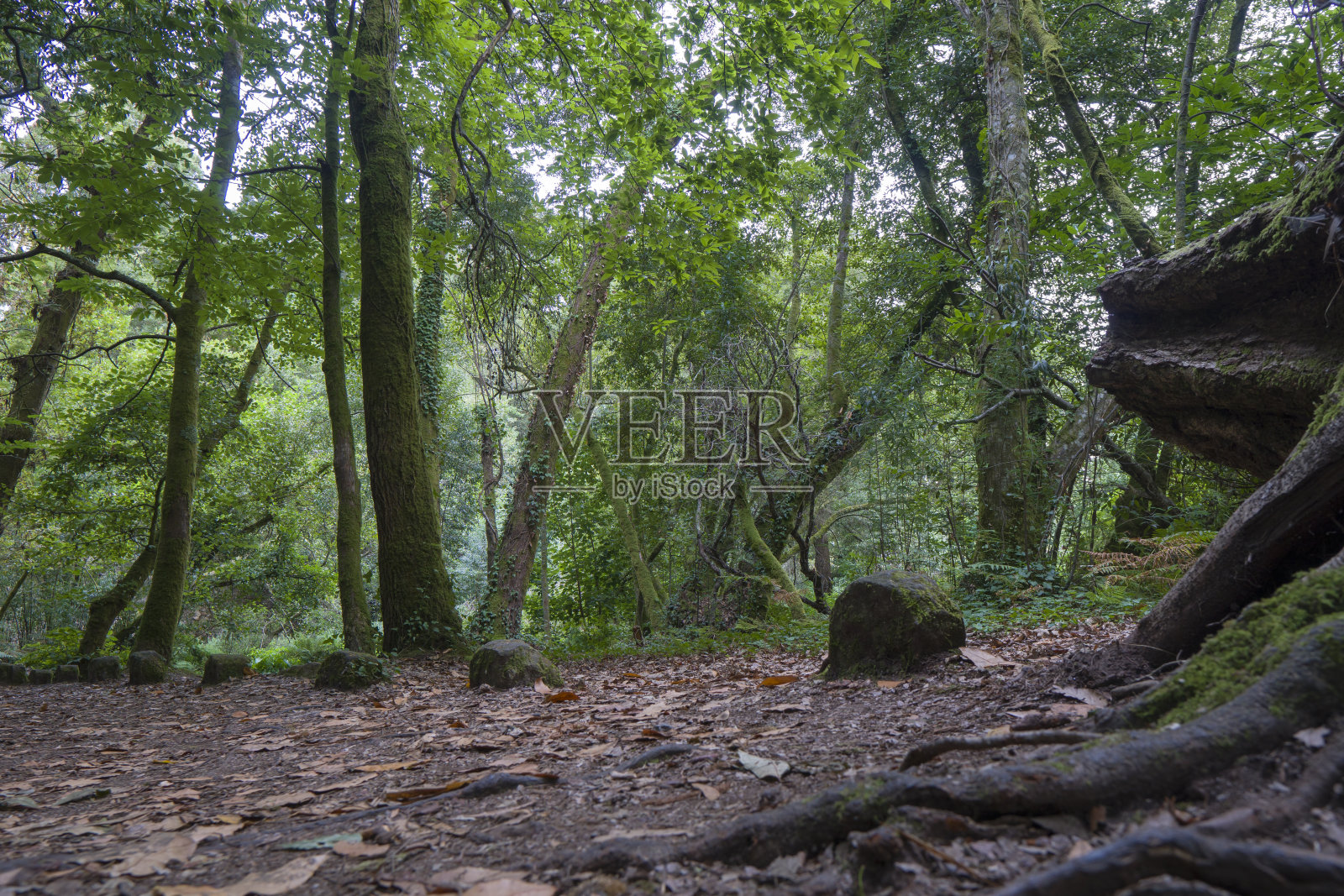 西班牙加利西亚Aldan Pontevedra的魔法森林和城堡照片摄影图片