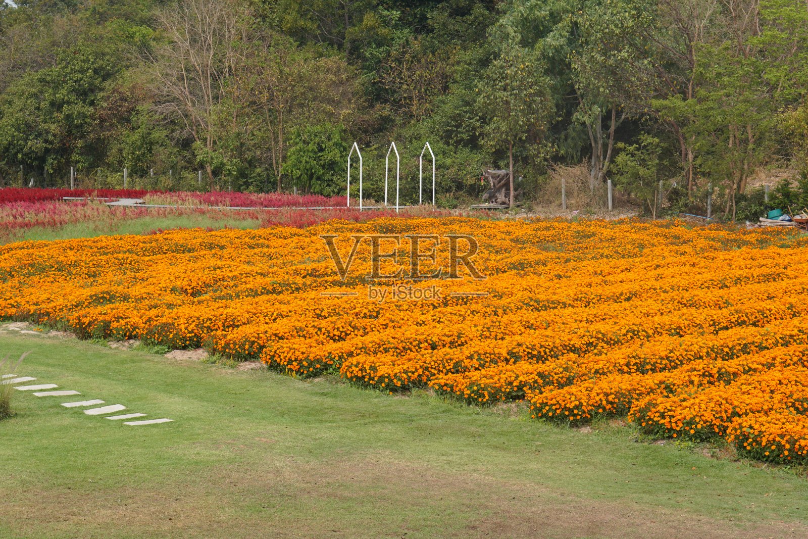 美丽的花园鲜花盛开的背景照片摄影图片