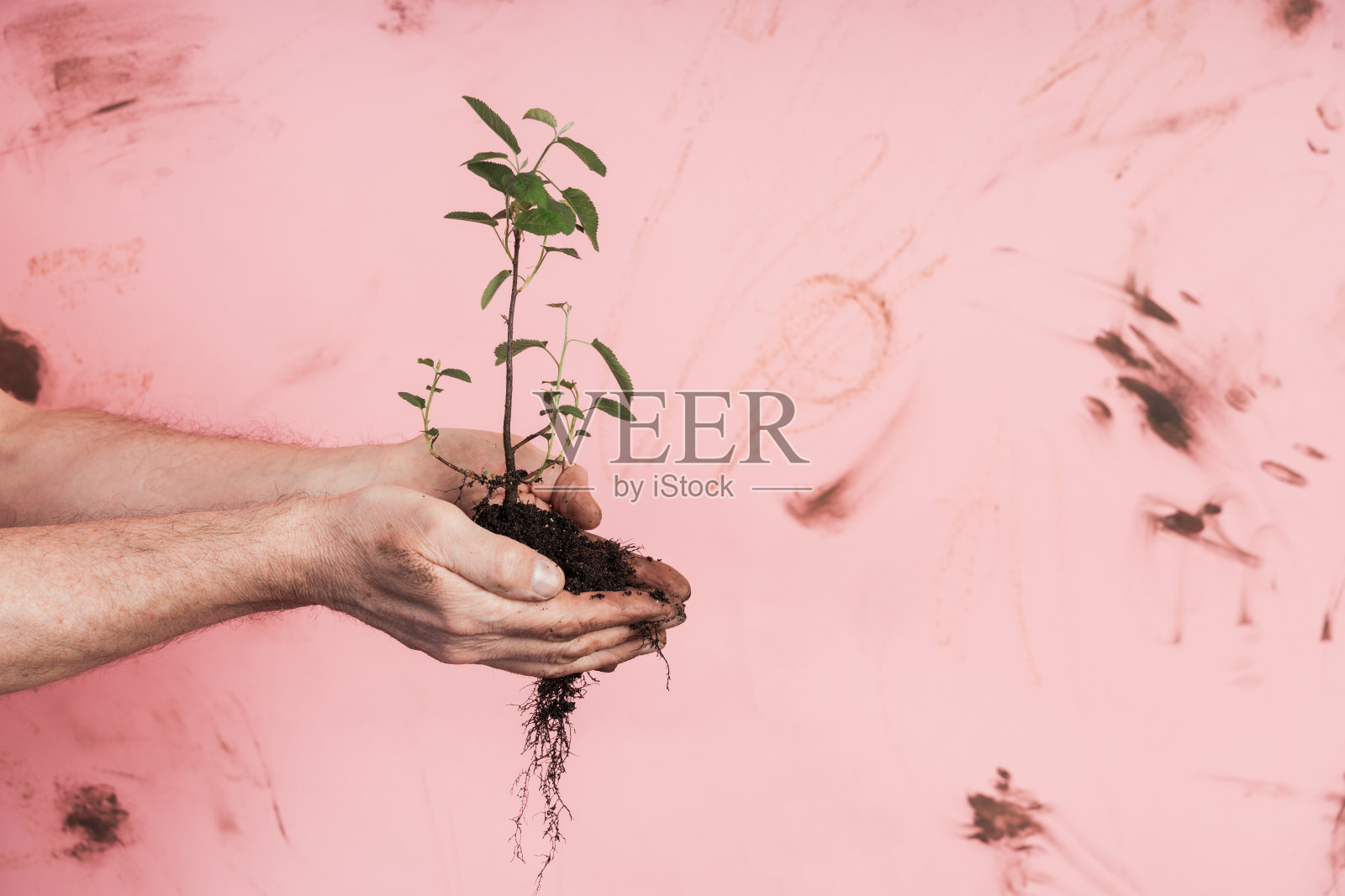 老爷子手里拿着新鲜的绿色植物。皱巴巴的手握着绿色的小植物，新的生命和生长理念。种子和种植理念。照片摄影图片