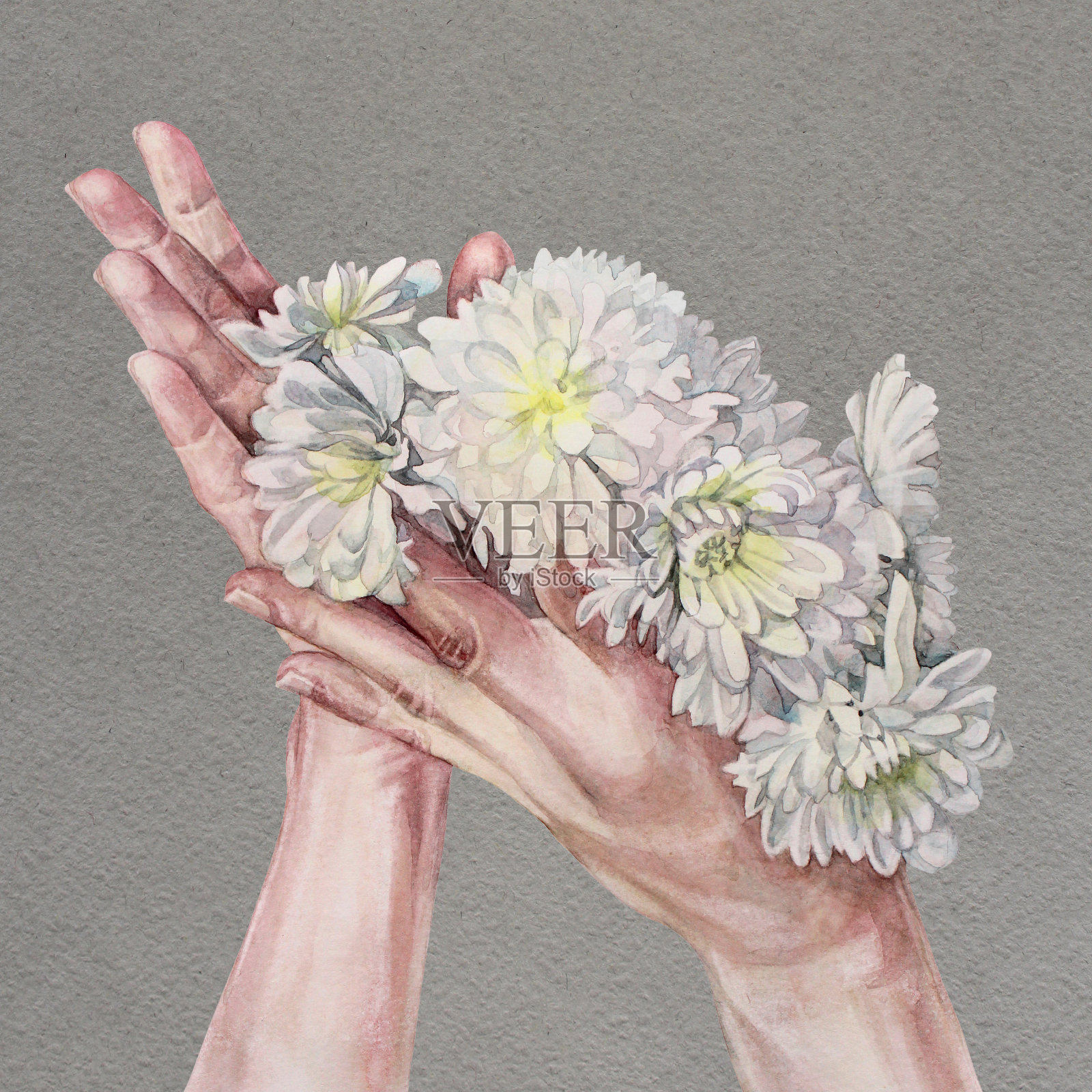 水彩花束与白花菊花在手中在灰色背景。手绘艺术贴纸速写本。花店婚礼庆典浪漫海报。壁纸包装插画图片素材
