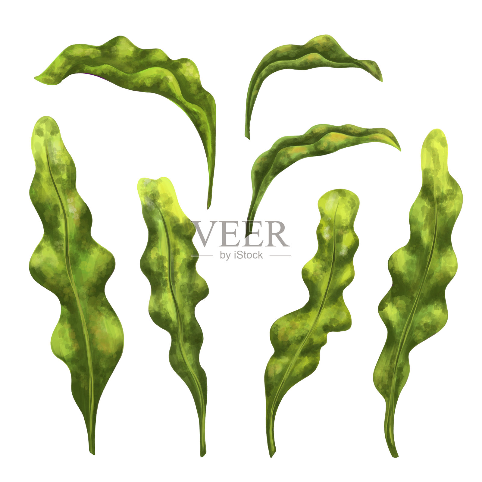 一组水下热带植物。海藻用于设计、构图、明信片、纪念品、纺织品。插画图片素材