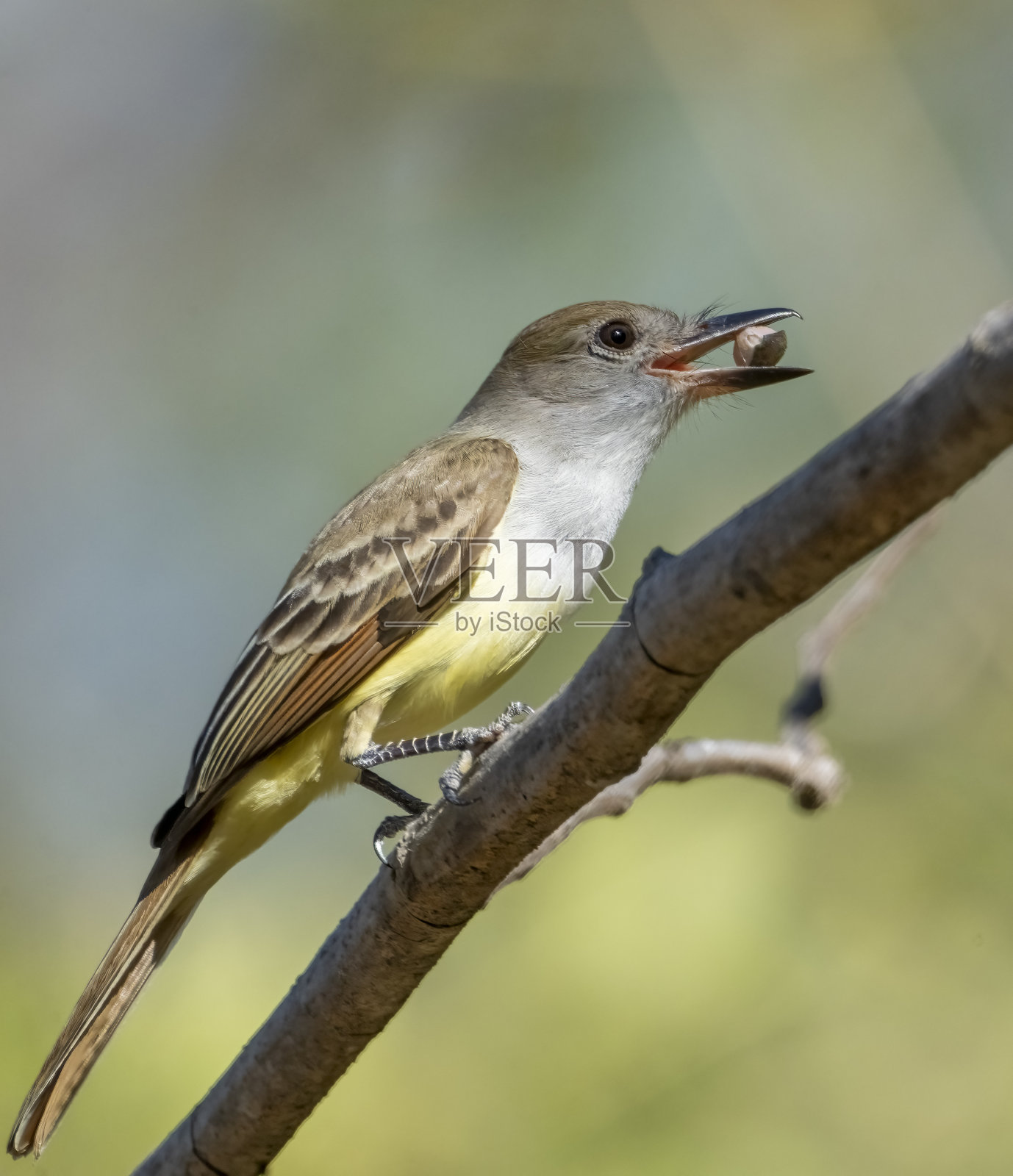 在哥斯达黎加的树枝上。照片摄影图片