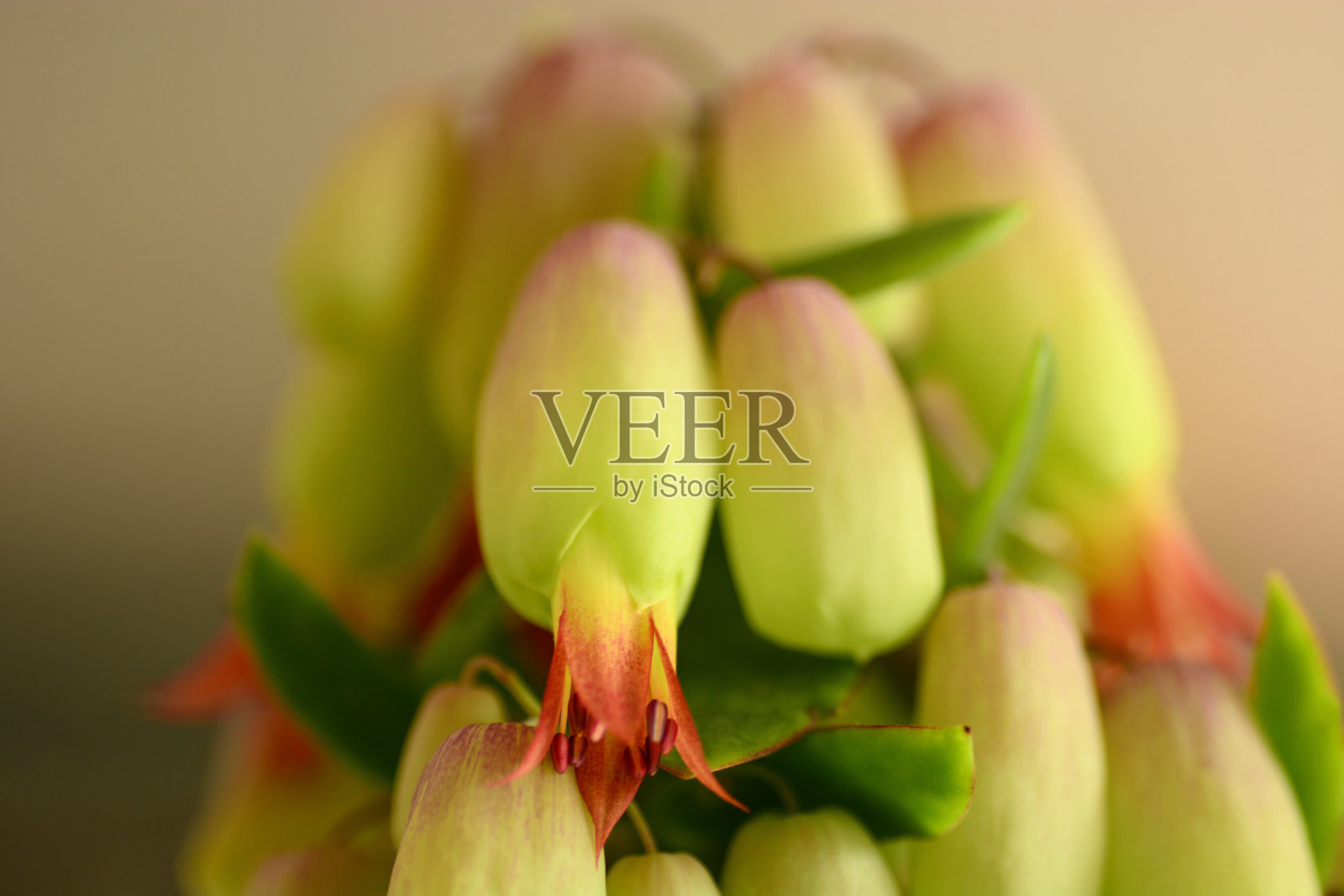 kalanche魔钟照片摄影图片