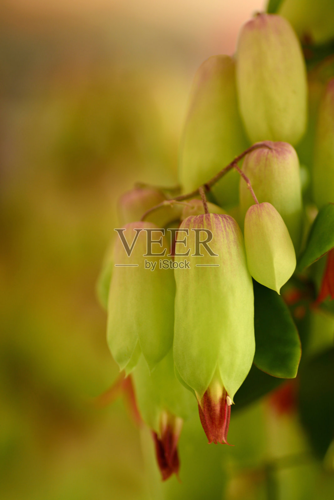 kalanche魔钟照片摄影图片