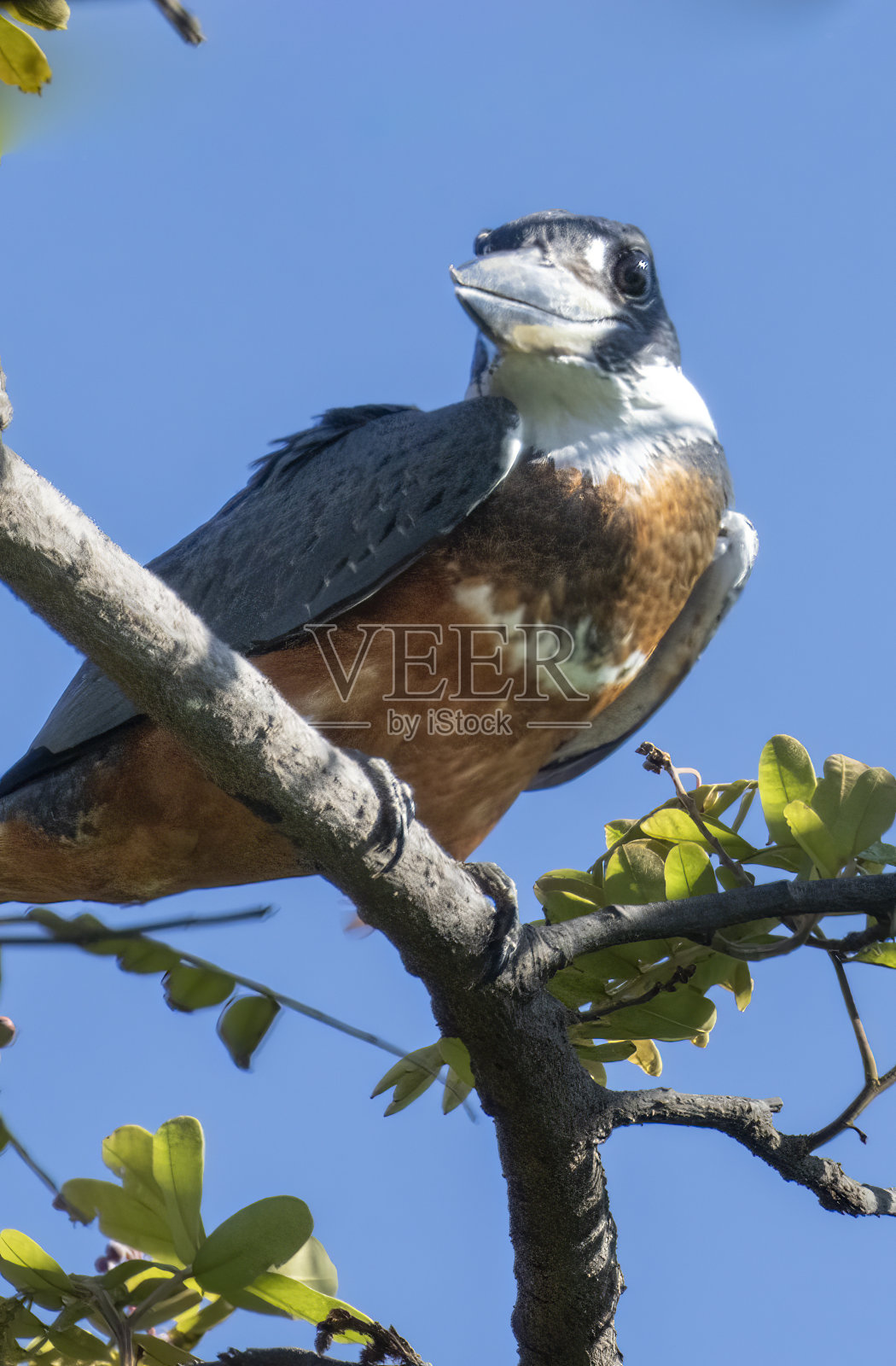 哥斯达黎加树枝上的环翠鸟。照片摄影图片