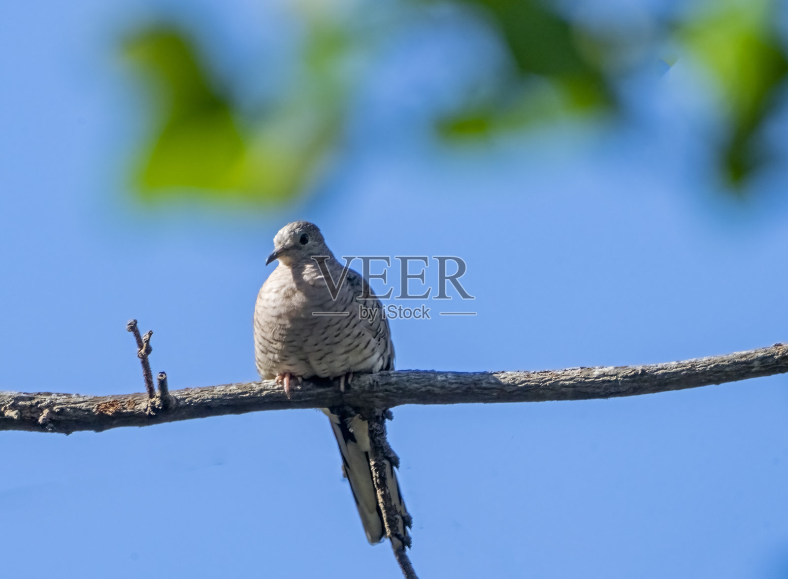 哥斯达黎加树枝上的印加鸽子。照片摄影图片