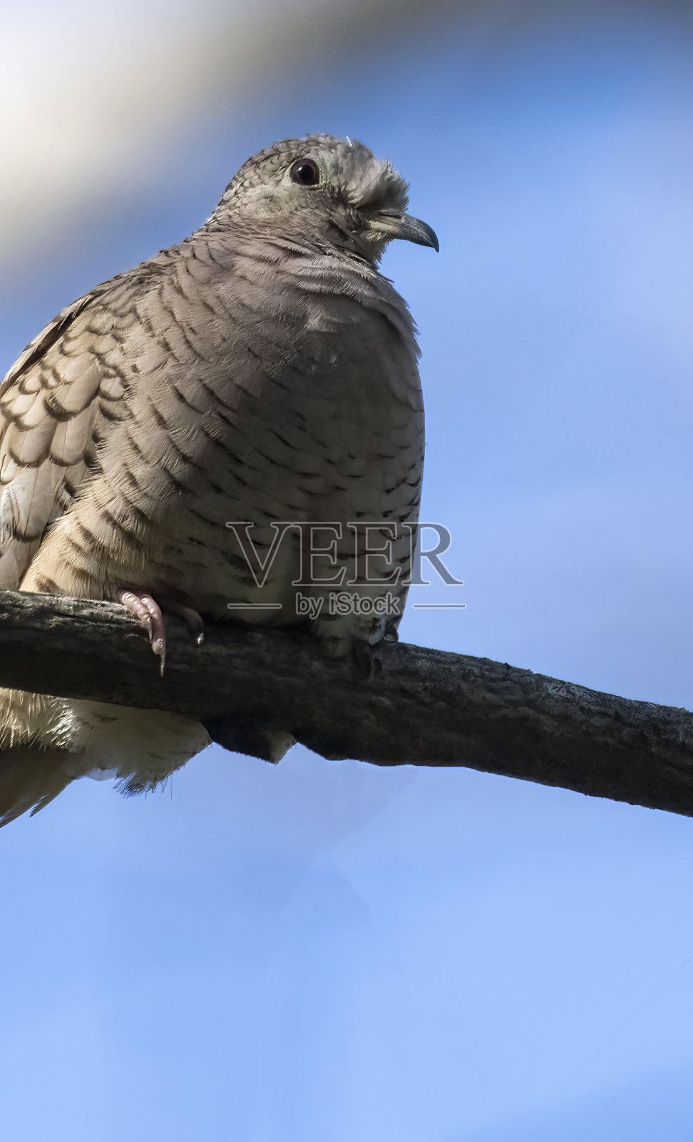 哥斯达黎加树枝上的印加鸽子。照片摄影图片