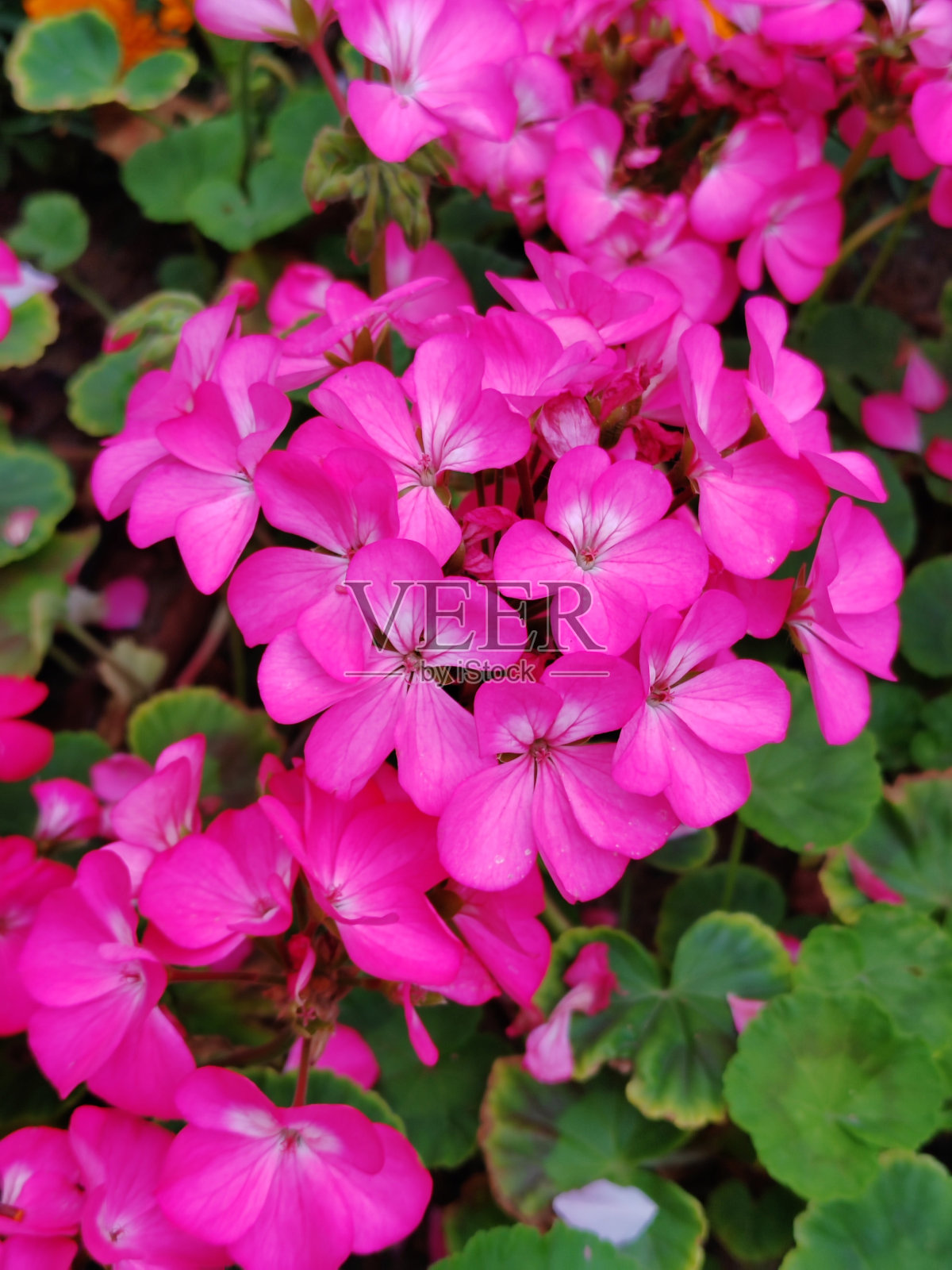 贝利花园天竺葵照片摄影图片