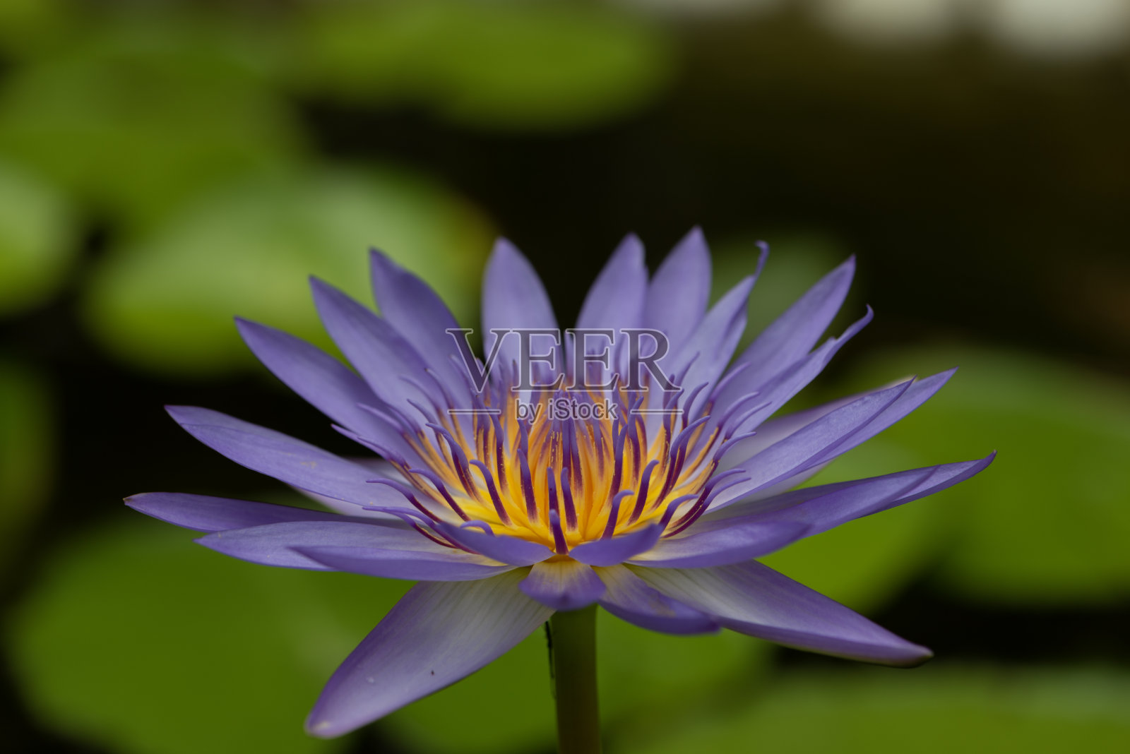 莲花照片摄影图片