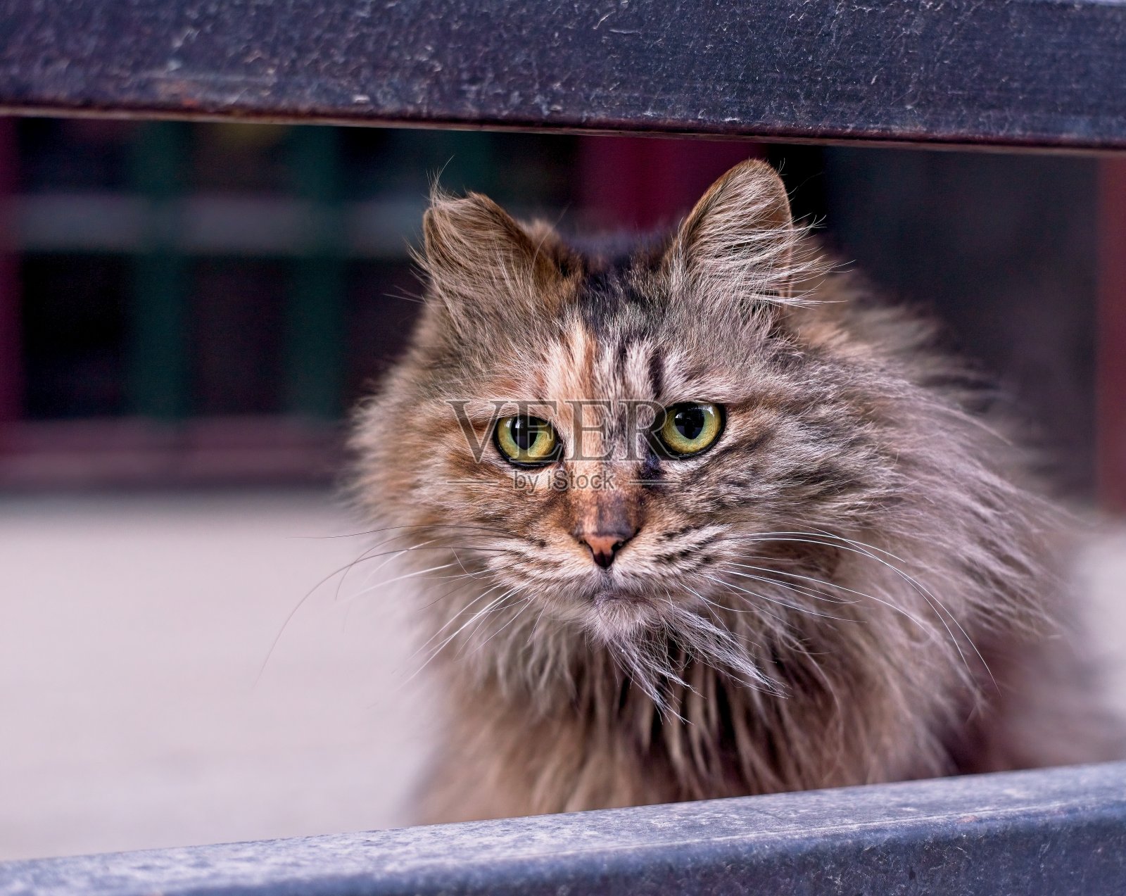 盯着猫照片摄影图片