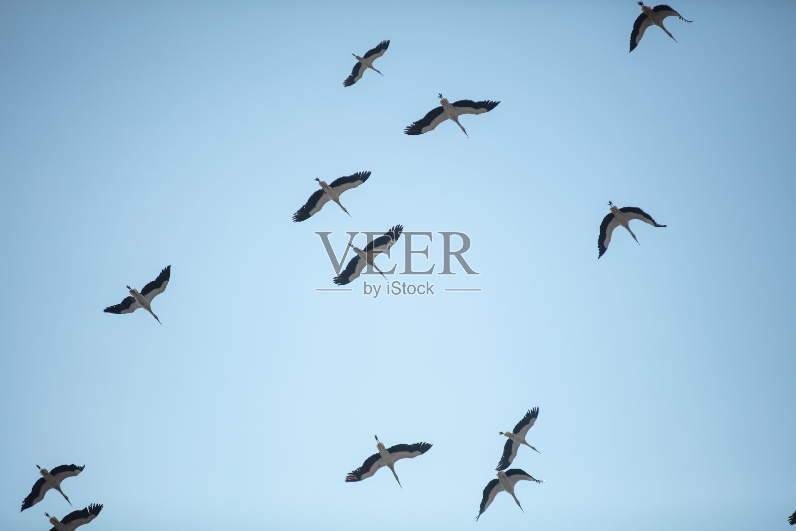 一群白鹳在天空中飞翔。照片摄影图片