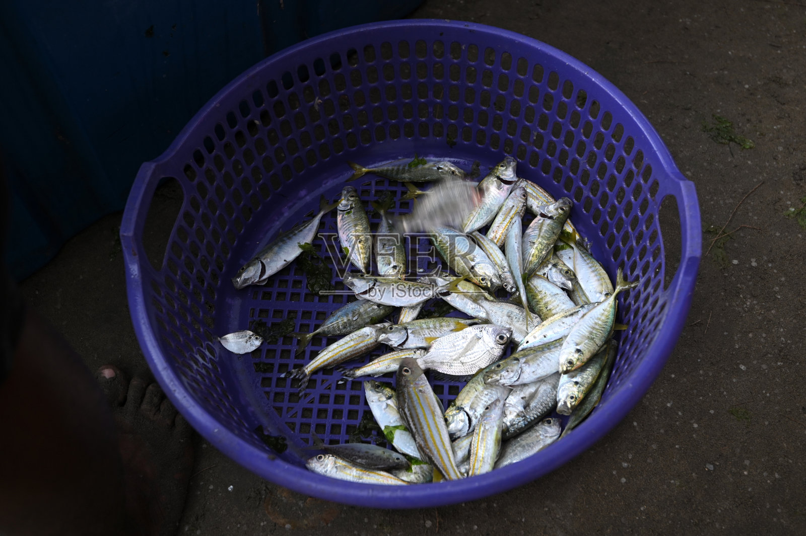 篮子里的鲜鱼照片摄影图片