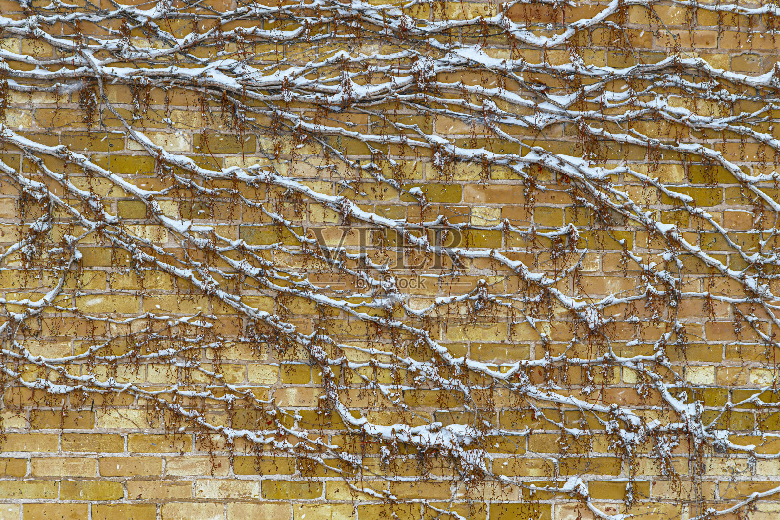 冬天，砖墙上的藤蔓被雪覆盖。照片摄影图片