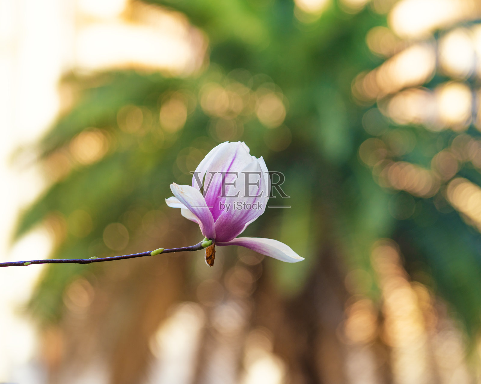 意大利罗马的木兰照片摄影图片