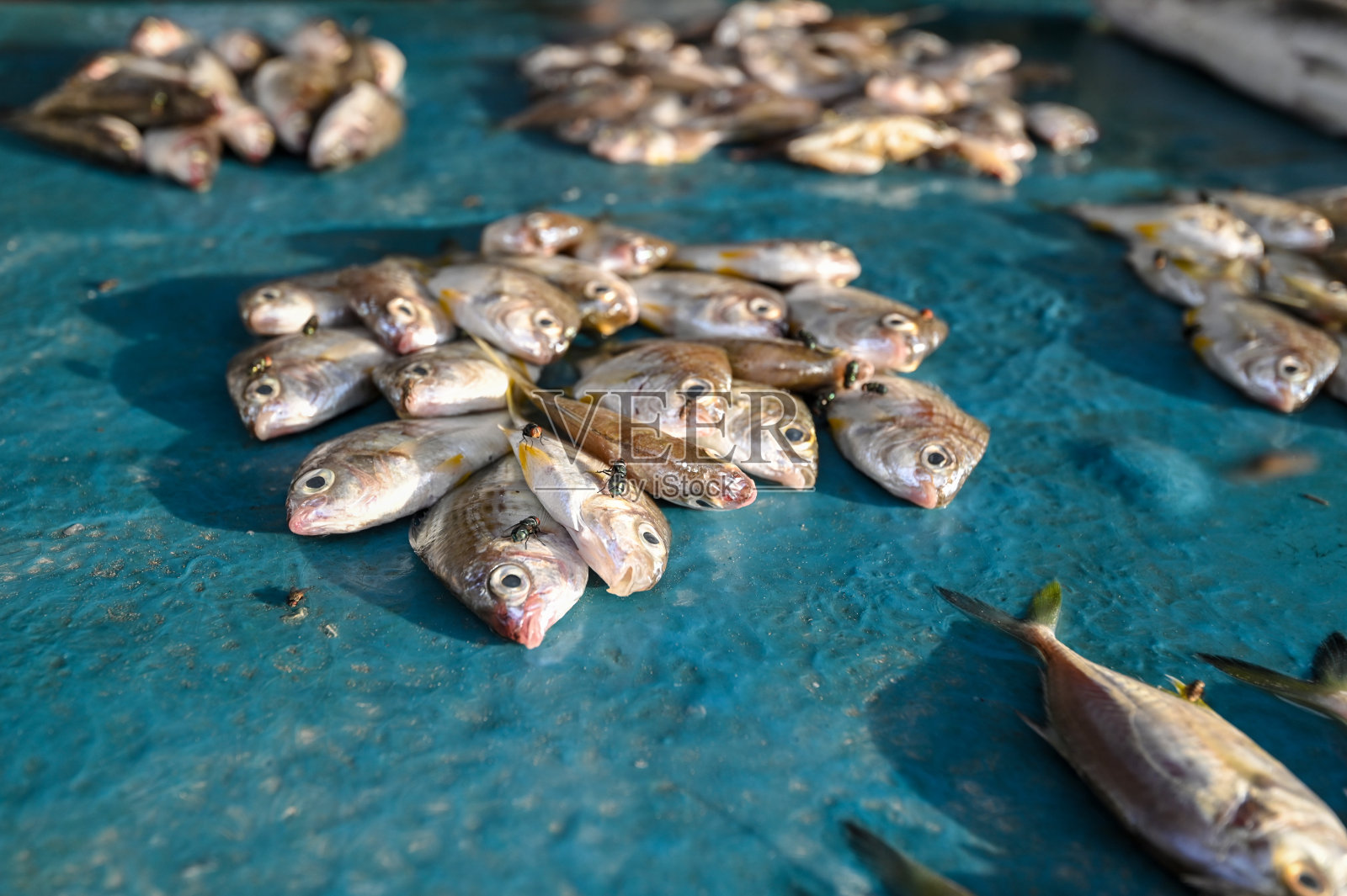 苍蝇落在鱼身上照片摄影图片