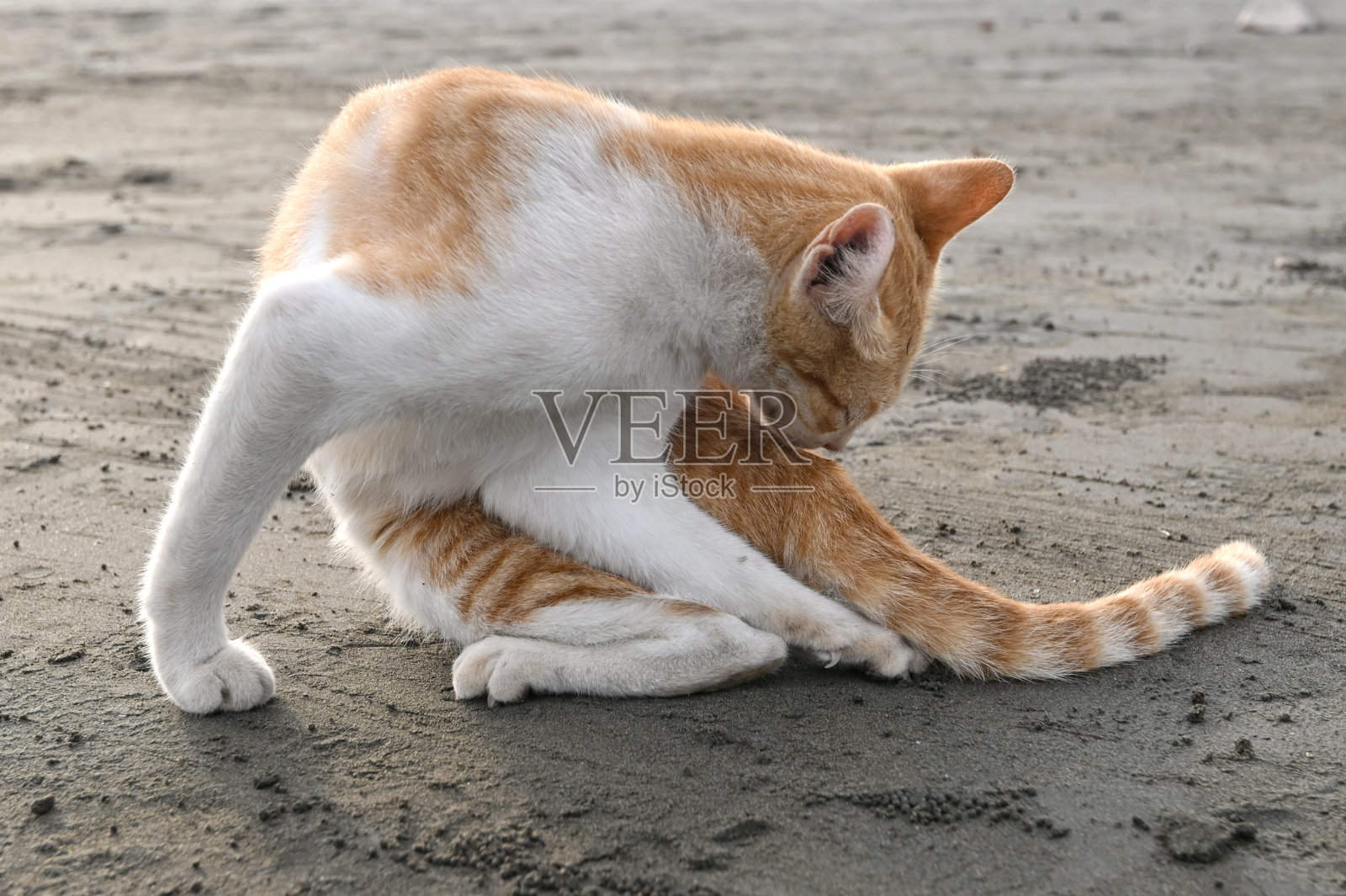 黄猫肖像照片摄影图片