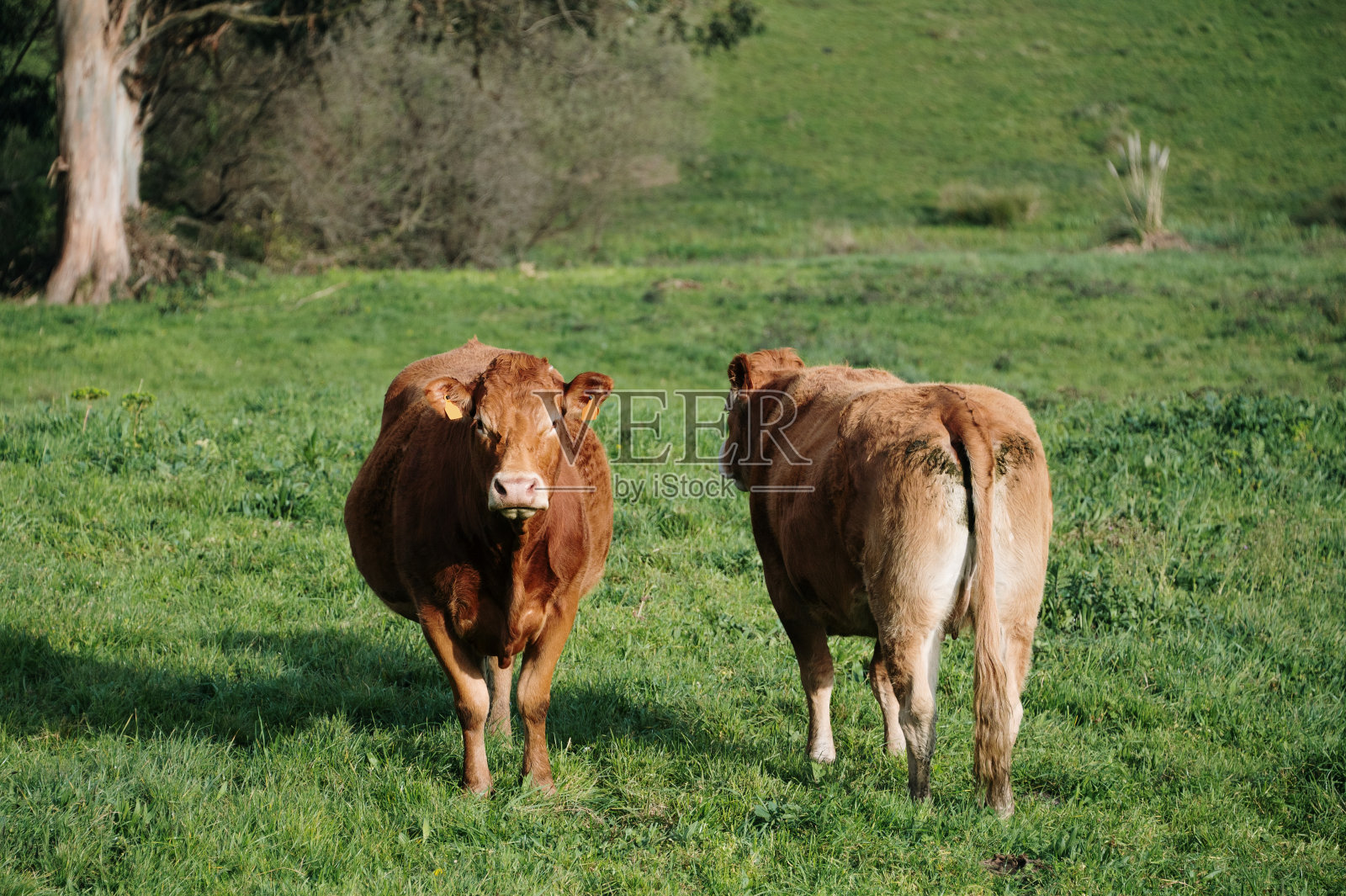 牛的前后视图照片摄影图片