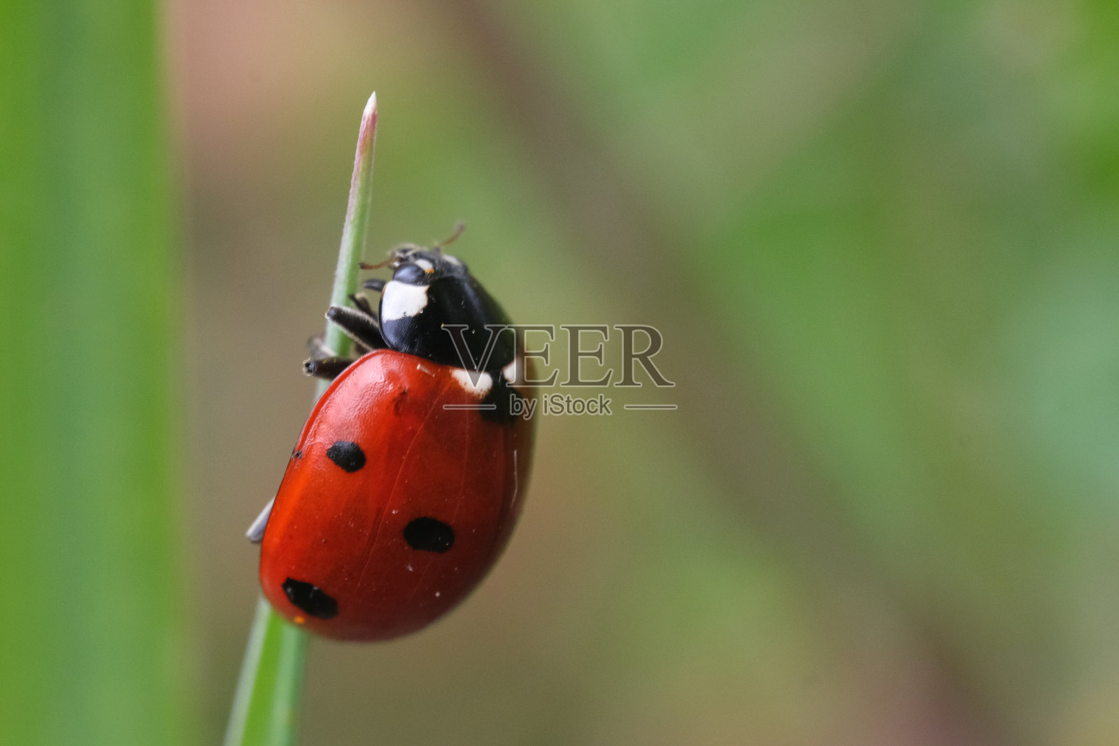 瓢虫与复制空间照片摄影图片