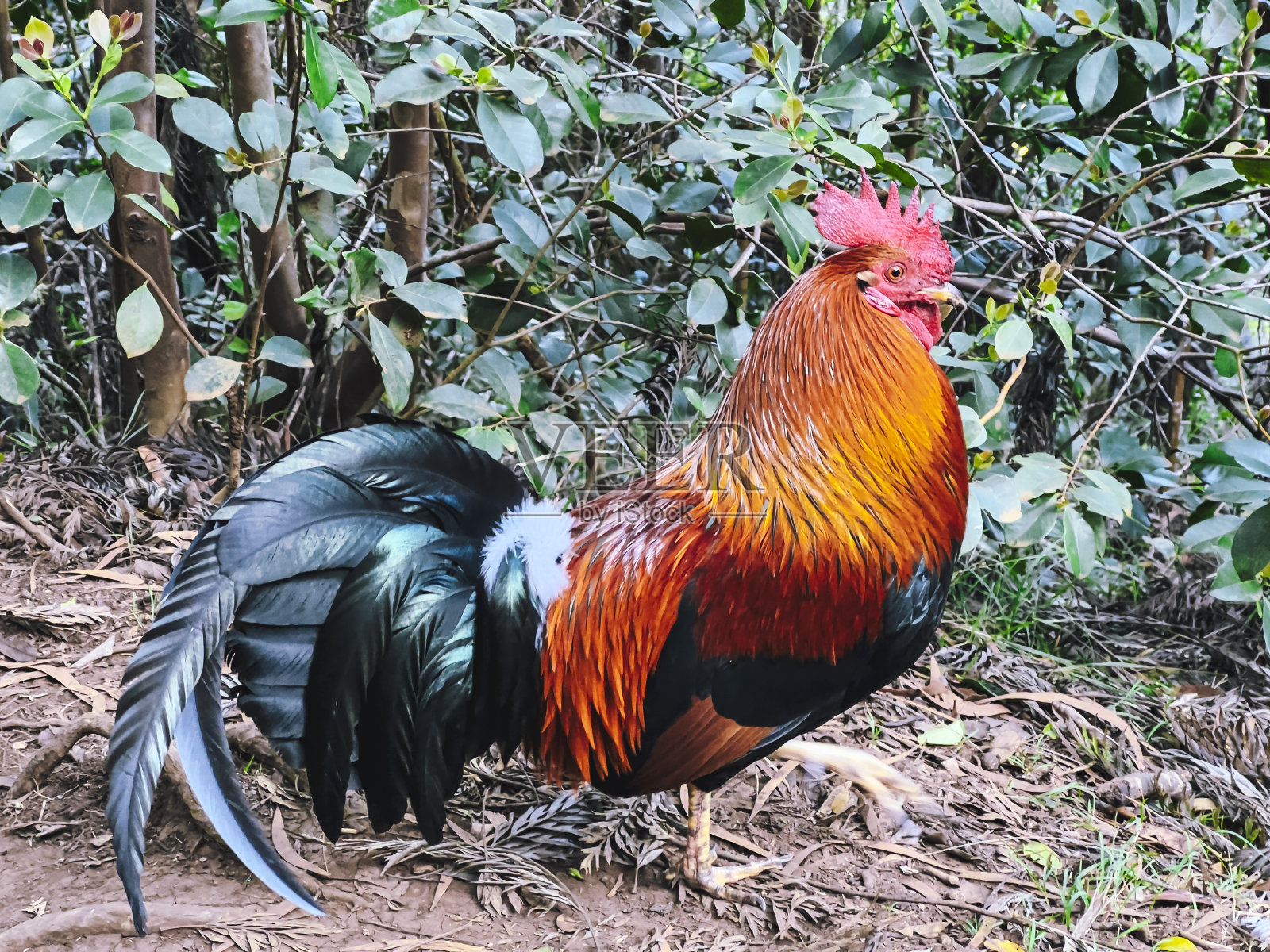 美国夏威夷考艾岛的多色公鸡照片摄影图片