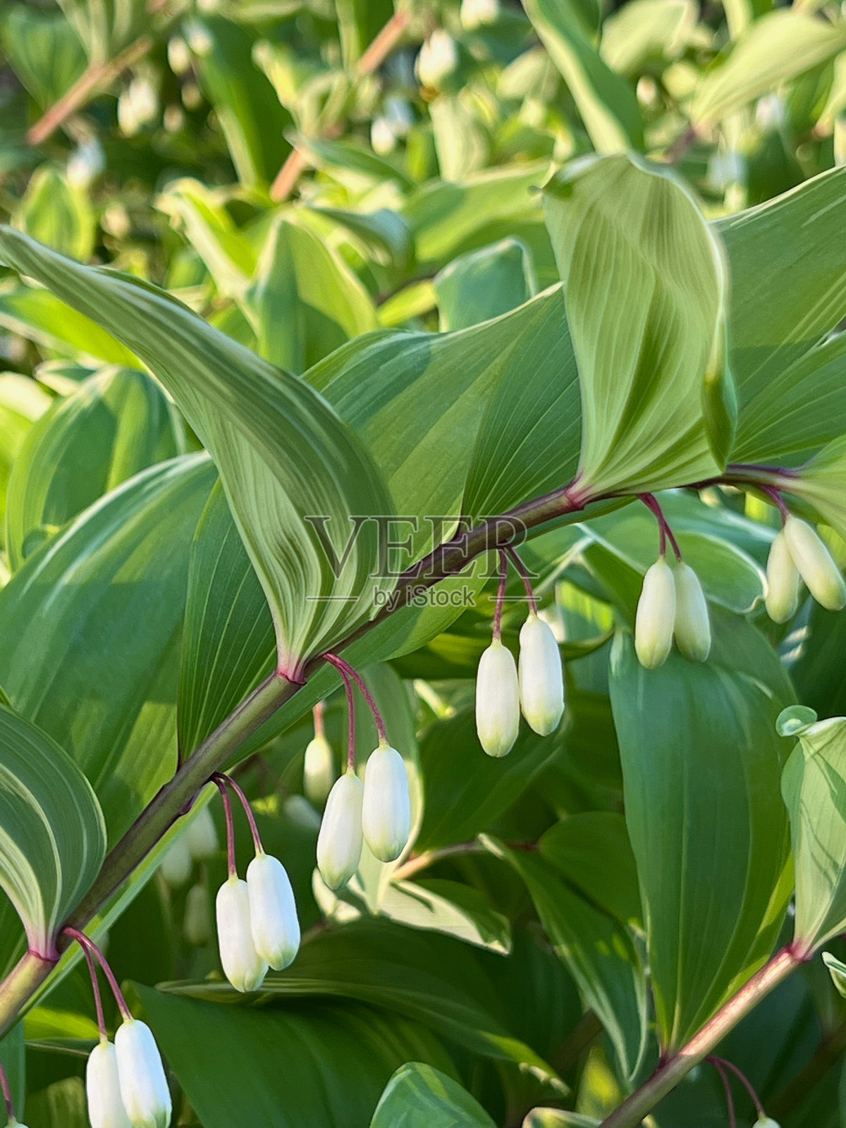 所罗门海豹多年生植物照片摄影图片