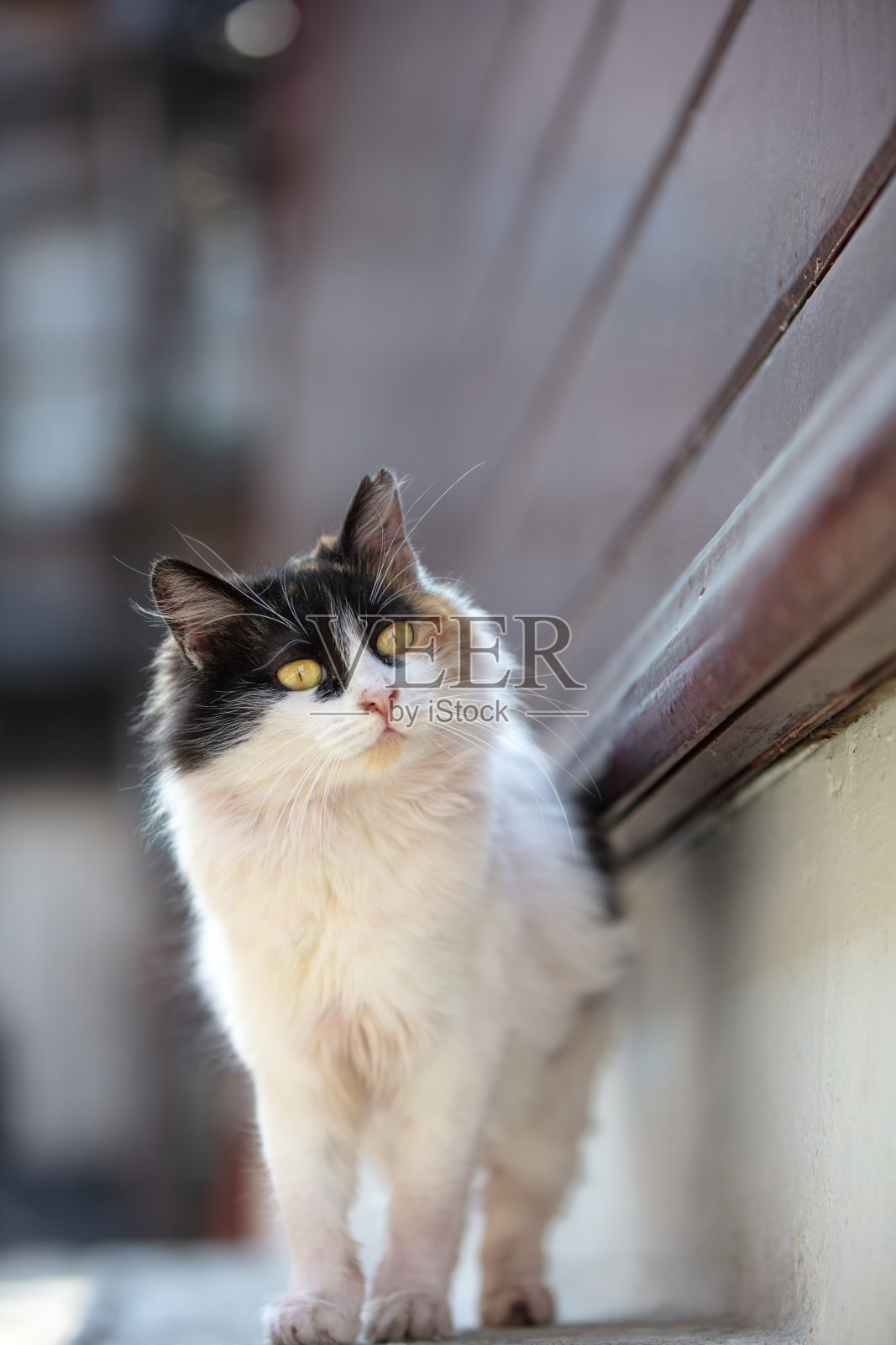 多色流浪猫在街上。照片摄影图片