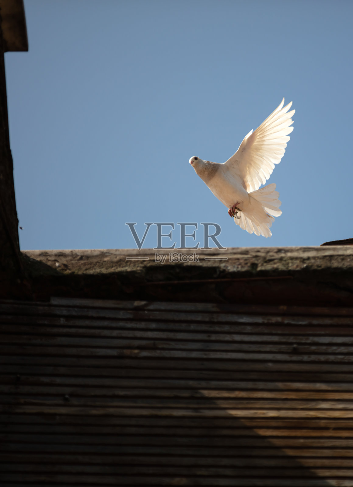 在天空飞翔的白色鸽子照片摄影图片