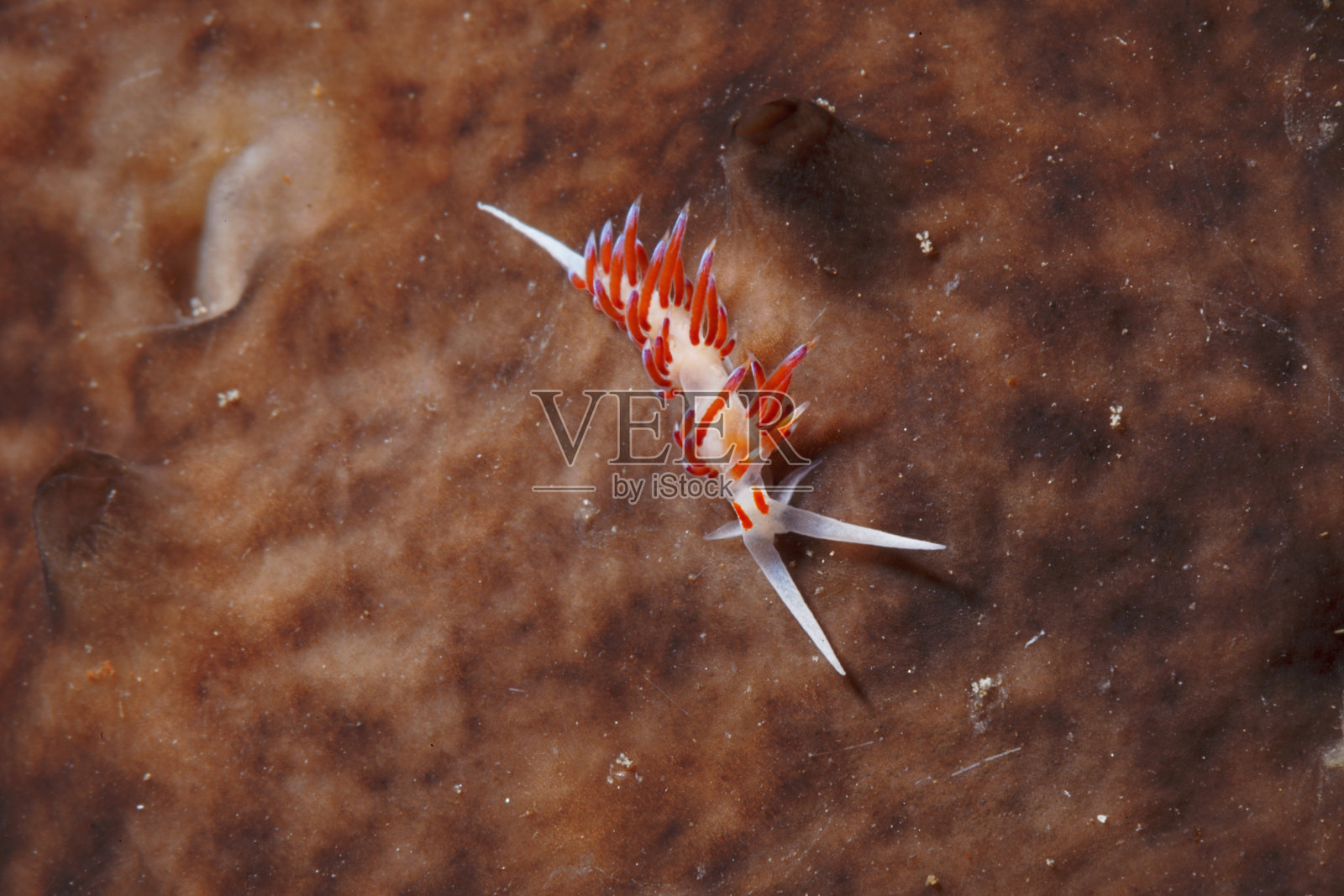 海洋生物裸鳃亚目水下美水肺潜水员的观点照片摄影图片