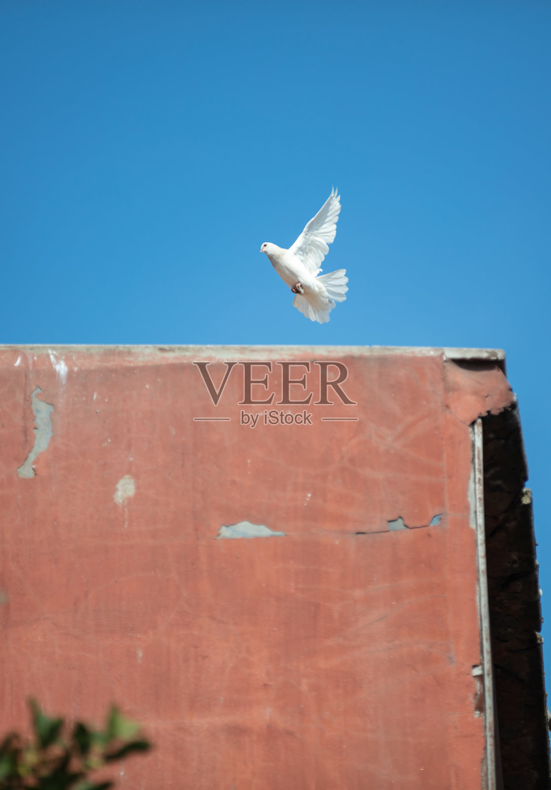 在天空飞翔的白色鸽子照片摄影图片