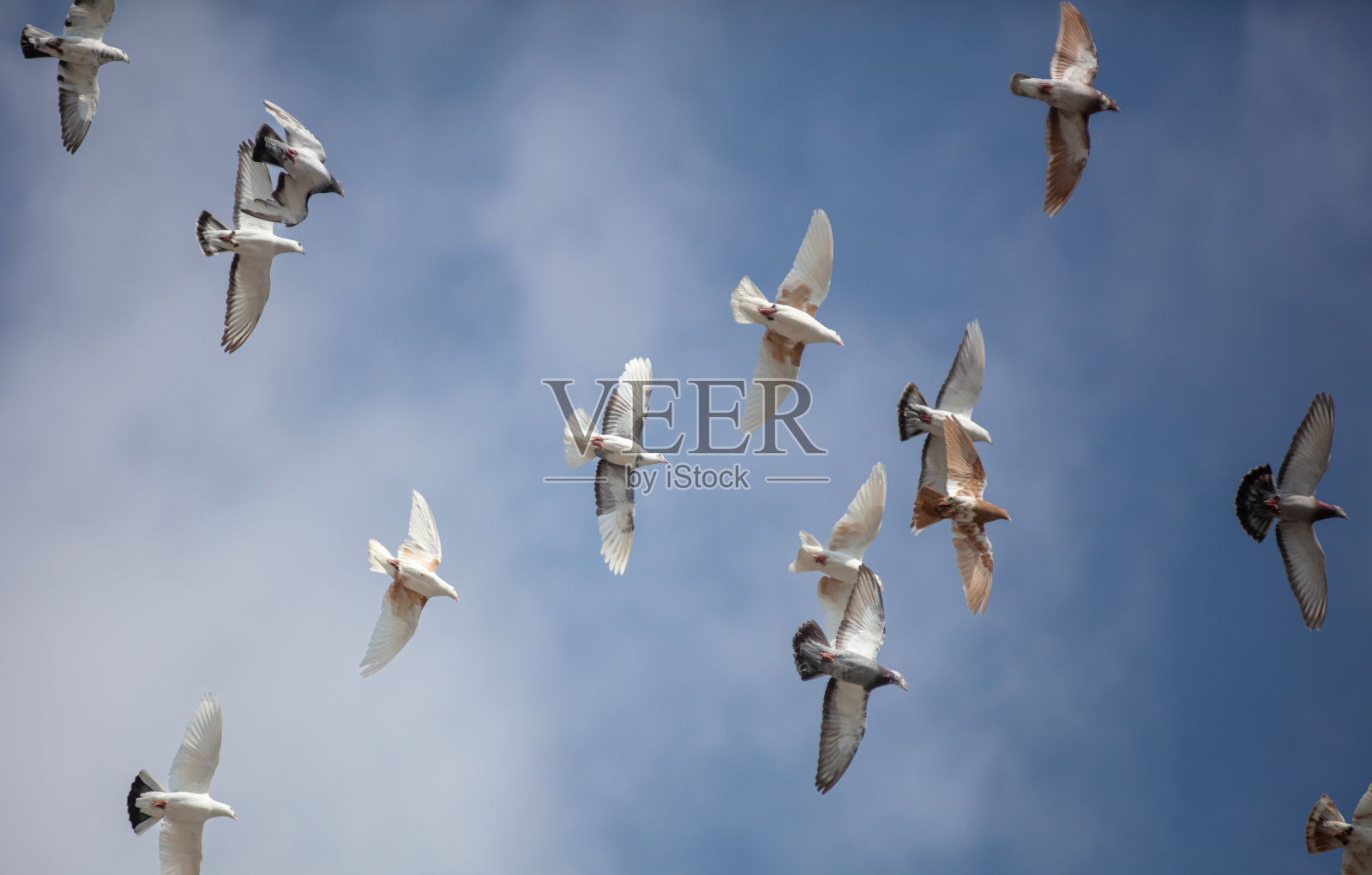 成群的鸽子在天空中飞翔。照片摄影图片