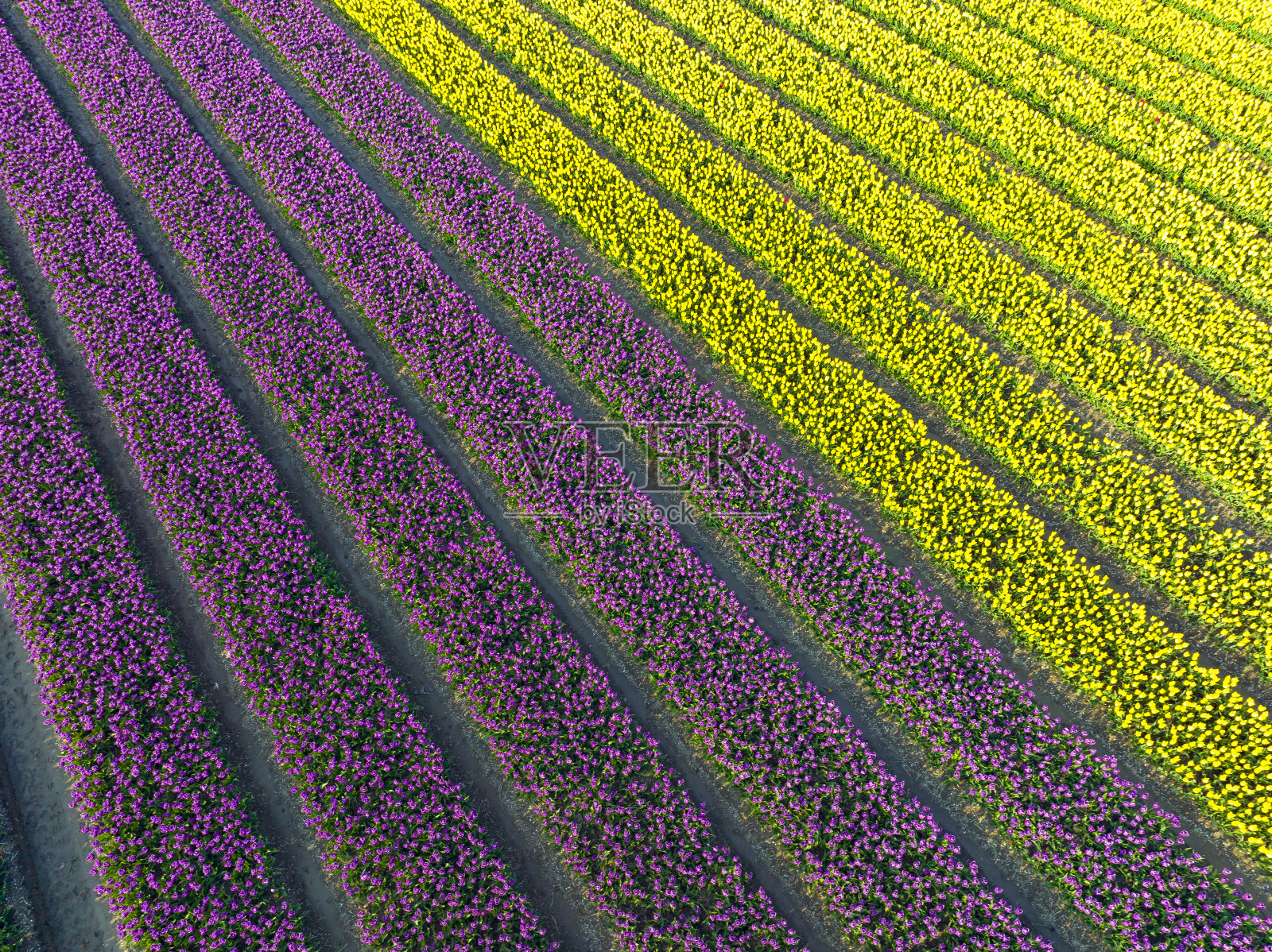 从上面看，春天在农田里生长的郁金香照片摄影图片