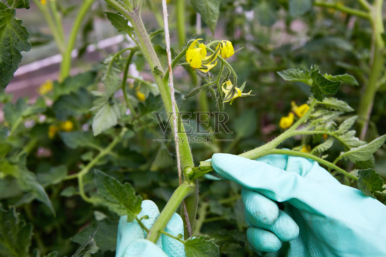 女士们戴着手套的手掐去番茄叶腋处形成的侧枝。形成番茄植株，增加产量照片摄影图片