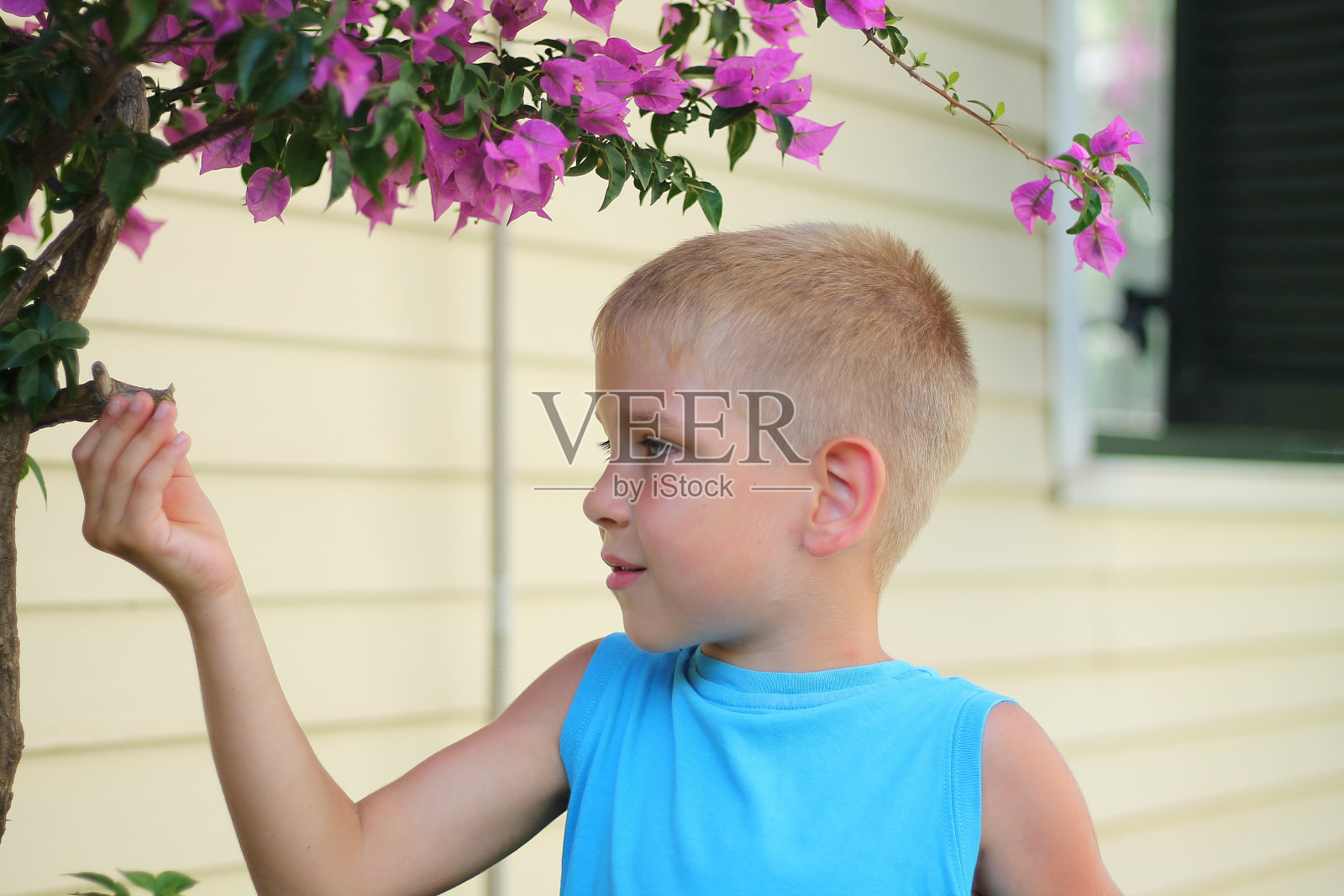 一个可爱的男孩在夏天的花园里饶有兴趣地看着一朵紫色的花，特写，柔和的焦点照片摄影图片