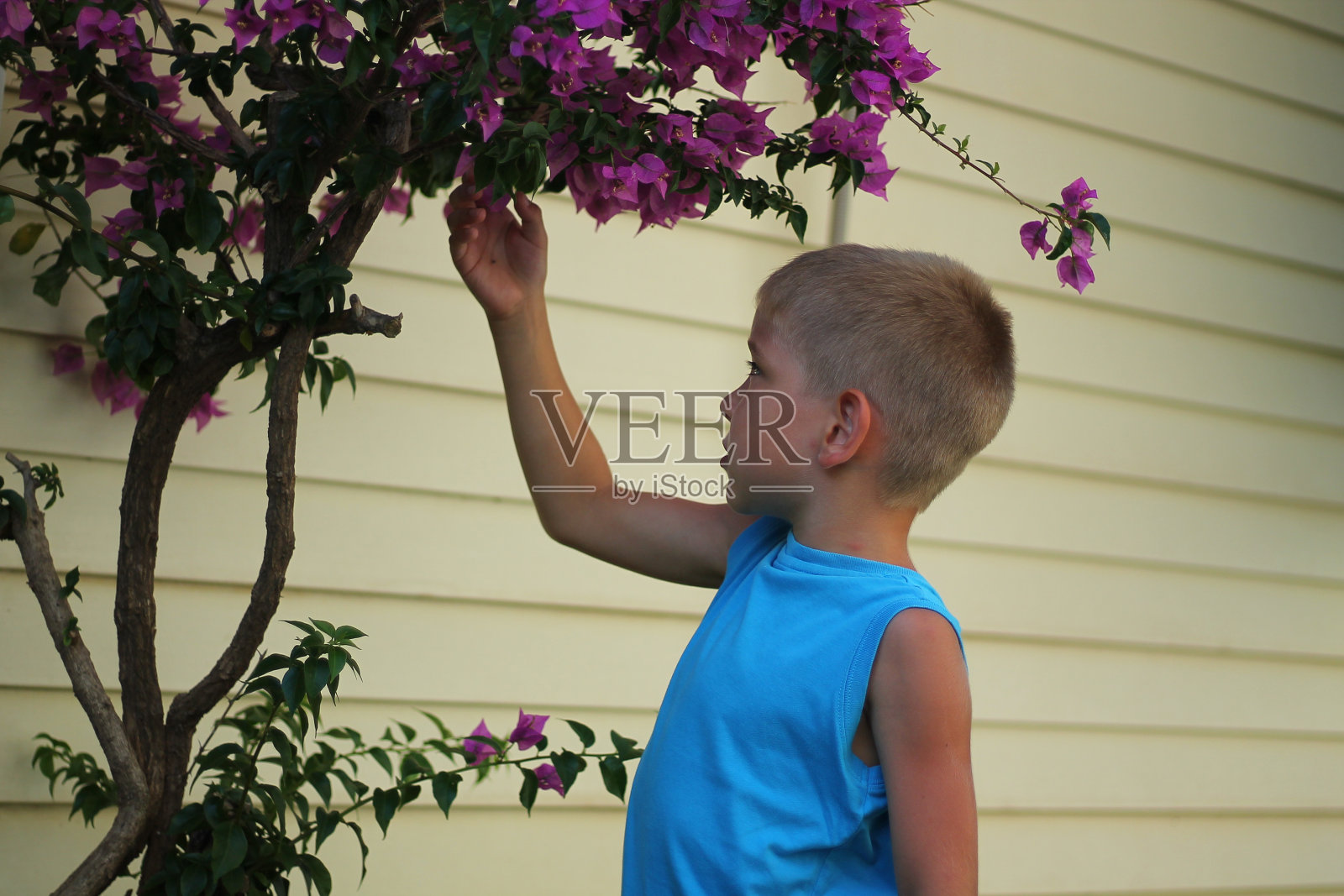 一个可爱的男孩在夏天的花园里饶有兴趣地看着树上的紫色花朵，特写，柔焦照片摄影图片