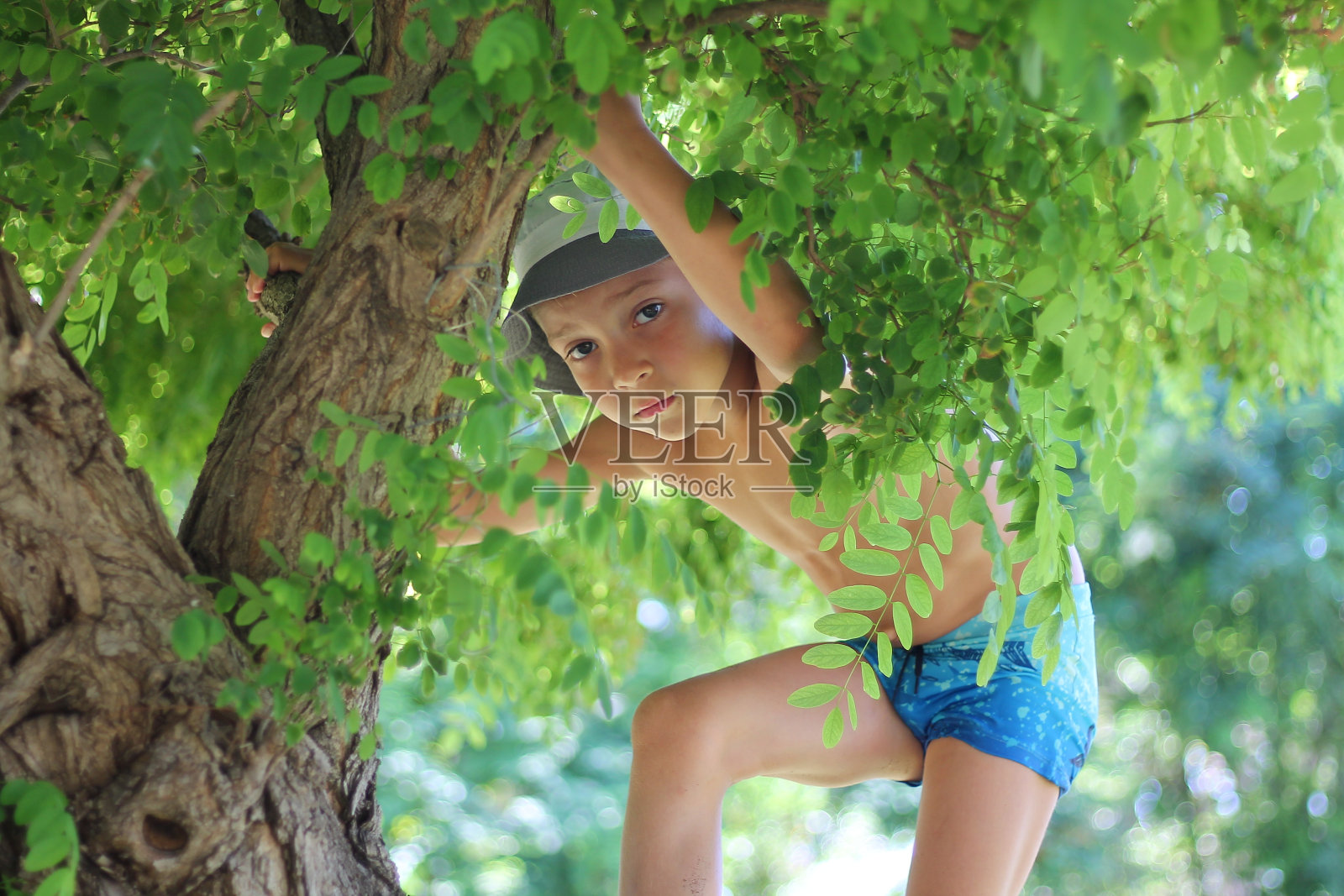 漂亮男孩挂在树枝上照片摄影图片